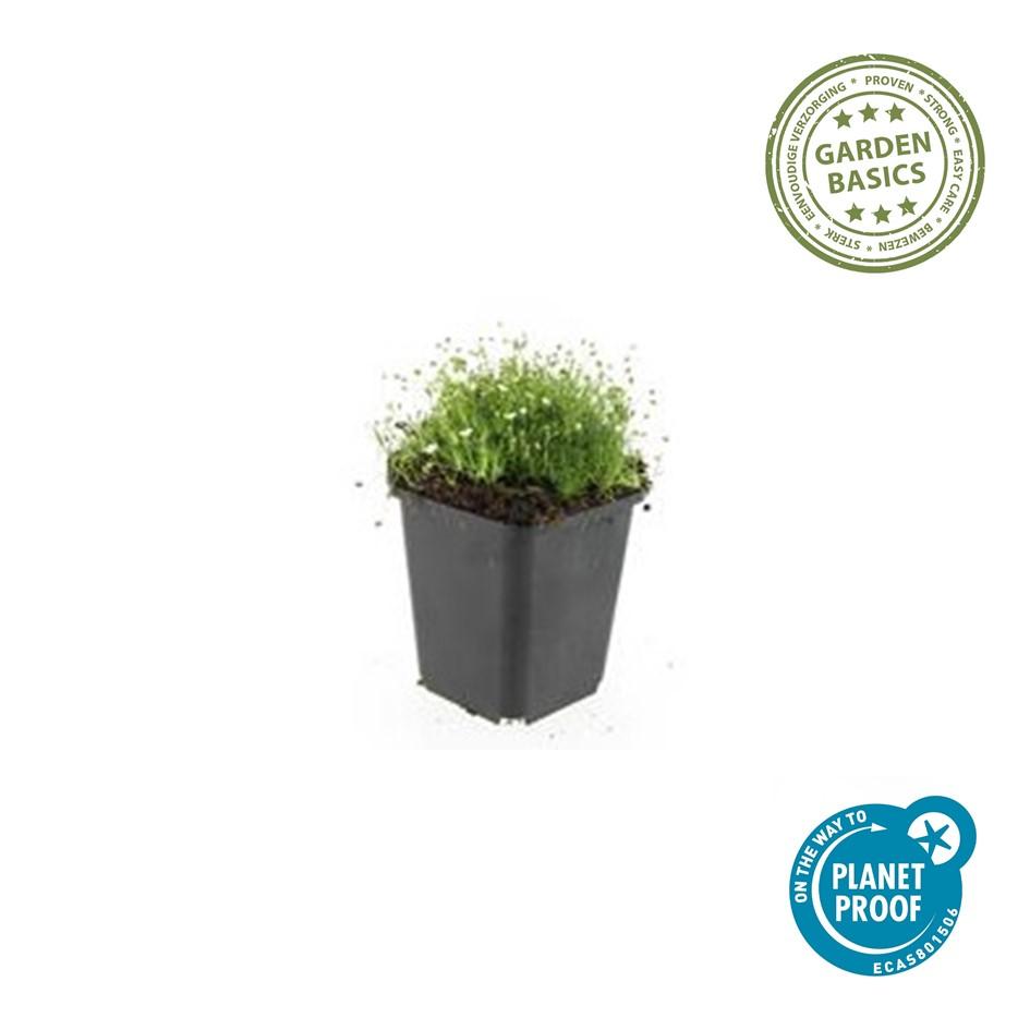 12x Sagina subulata Irisches Moos Bodendecker Ø9cm – Pflanzfix24.de - Pflanzfix24.de