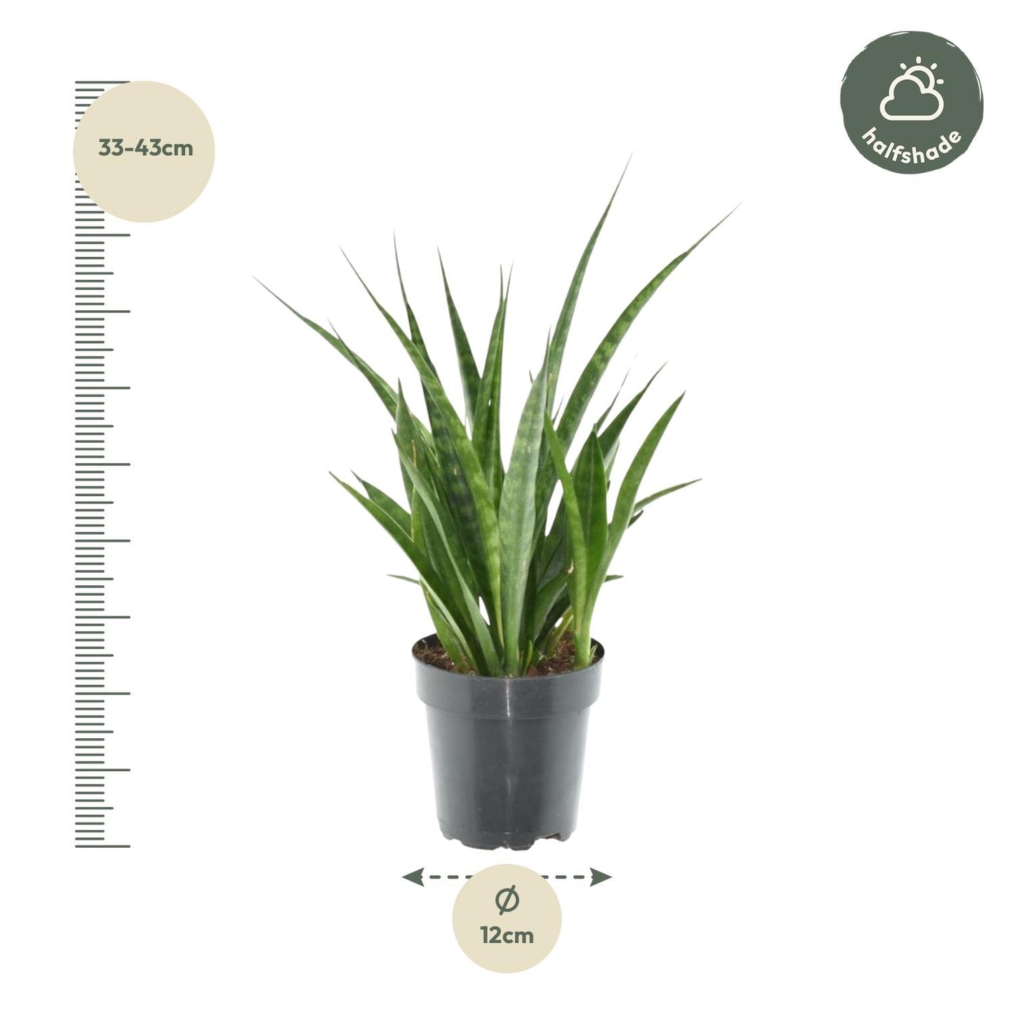 Sansevieria kirkii 'Friends' Ø12cm 38cm – Bogenhanf | Pflanzfix24.de - Pflanzfix24.de
