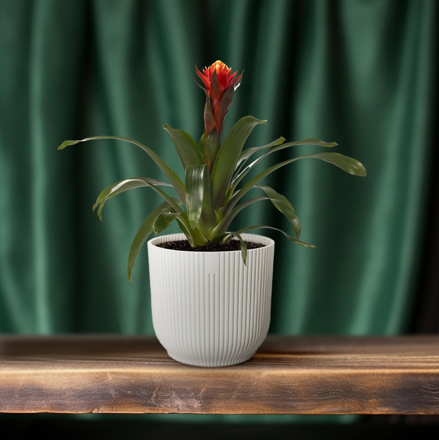 Guzmania Happiness - Ø12 ↕45 - Pflanzfix24.de - Pflanzfix24.de