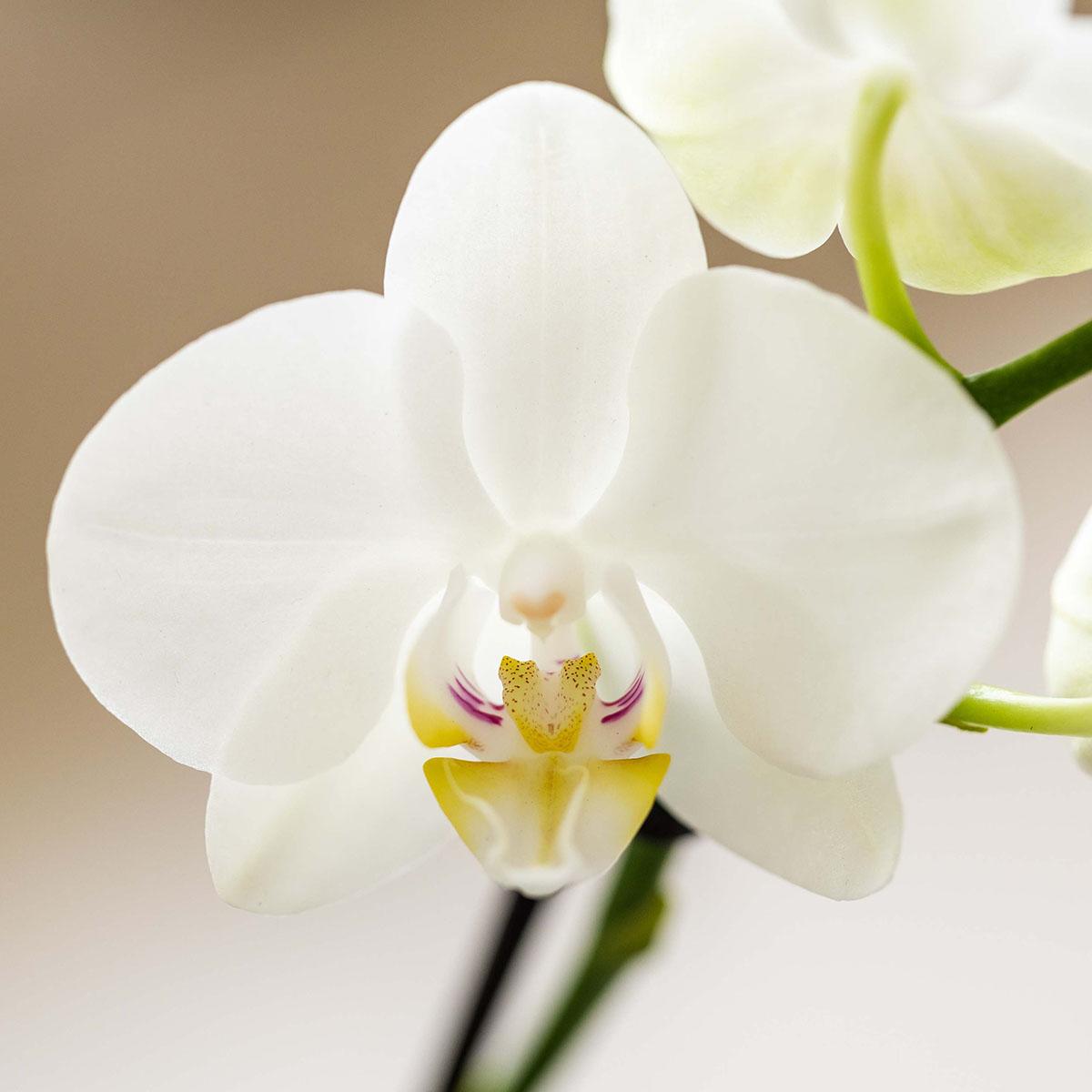 pflanzfix24 | Orchidee & Sukkulenten Set