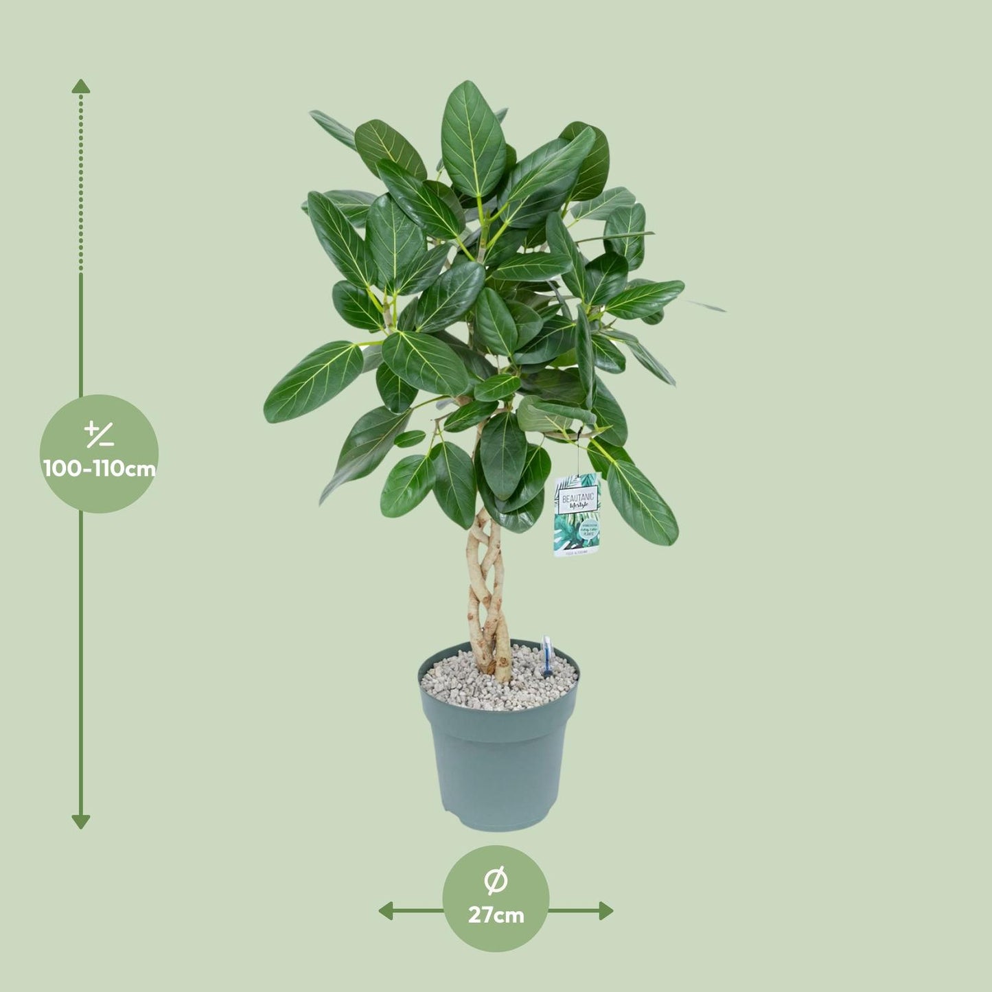 Ficus Altissima - Ø27cm - ↕110cm - Pflanzfix24