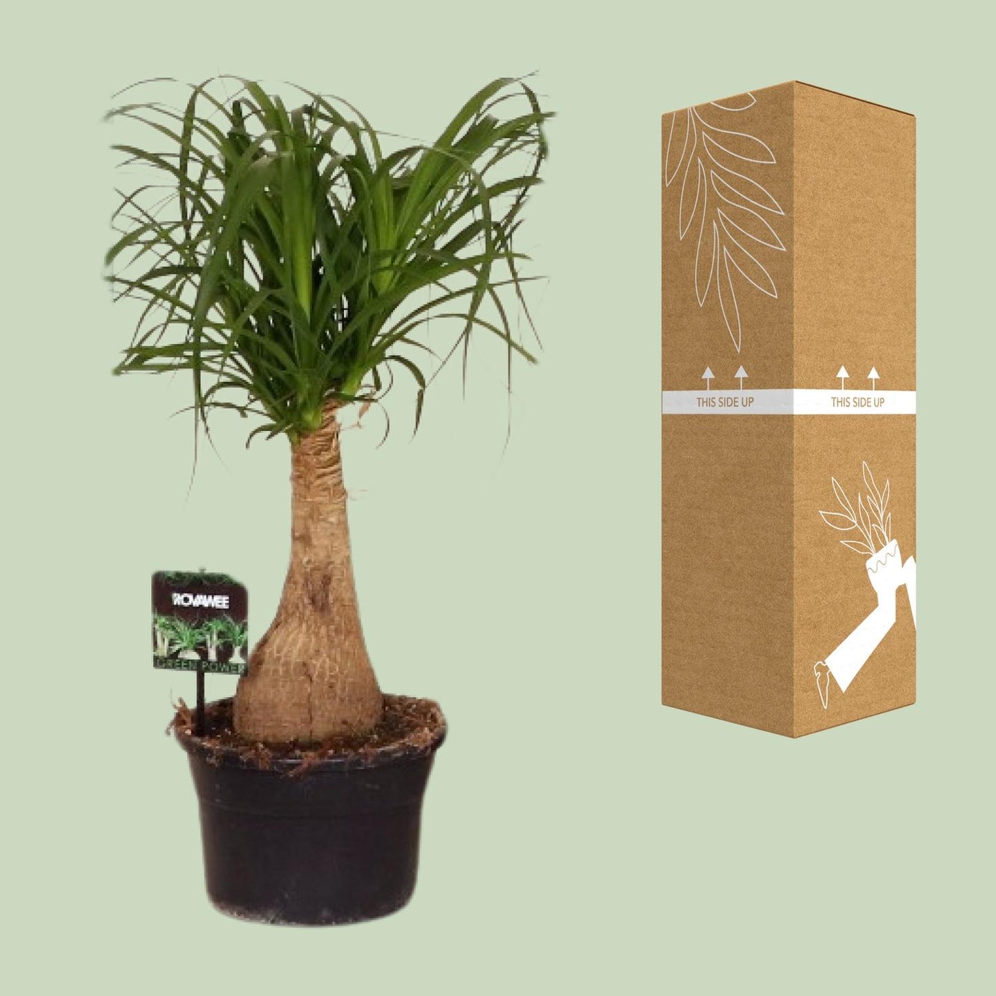 Beaucarnea Nolina - Ø19 ↕60 - Pflanzfix24.de - Pflanzfix24.de