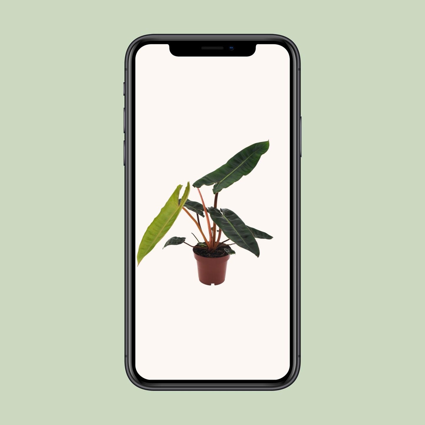 Philodendron Billietiae Ø12cm – Elegante Zimmerpflanze | Pflanzfix24.de - Pflanzfix24.de