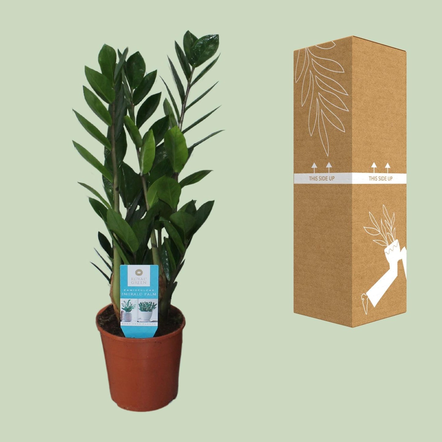Zamioculcas Zamiifolia Ø14cm – Pflegeleicht & Robust | Pflanzfix24