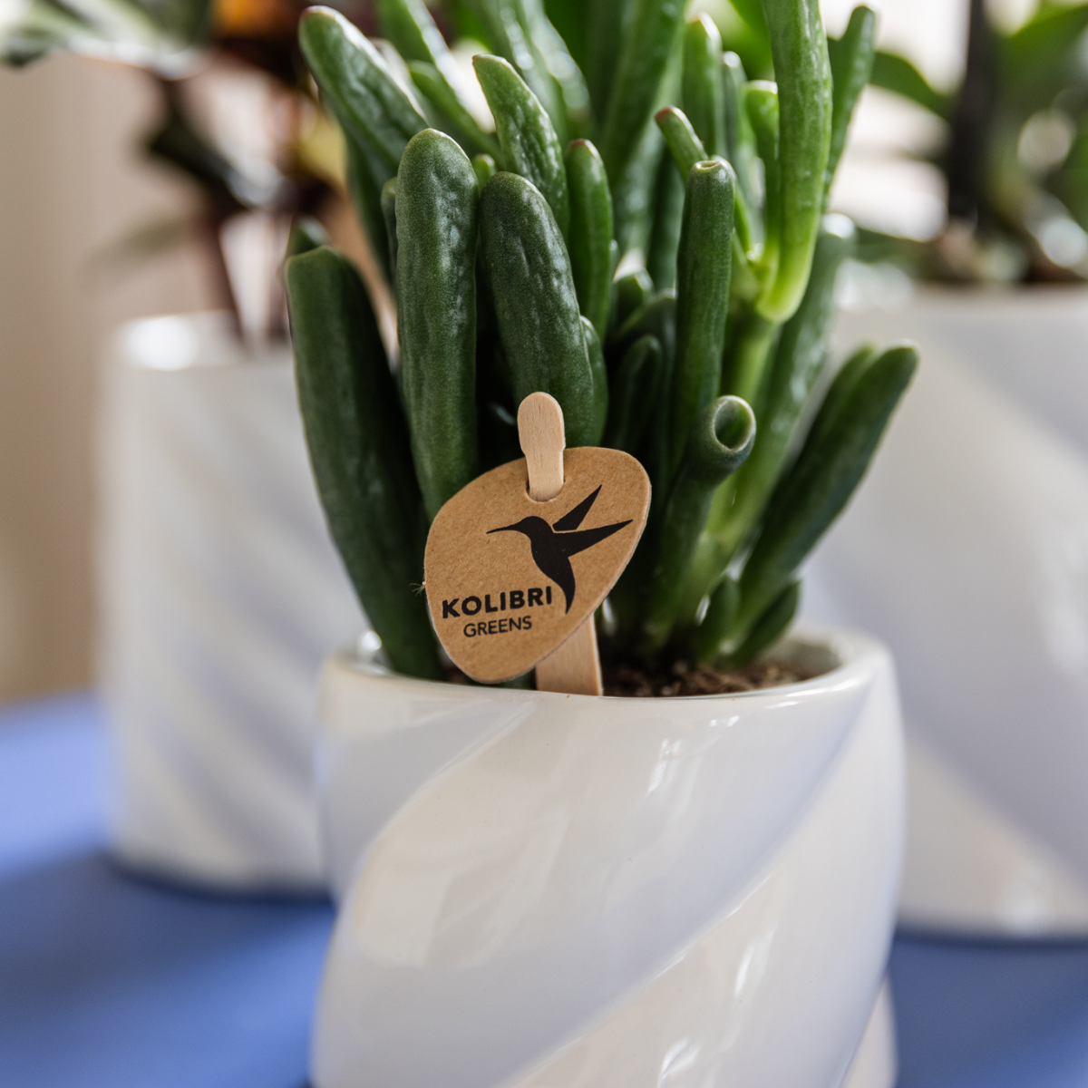 Crassula Hobbit Ø6 cm – Pflanzfix24.de - Pflanzfix24.de