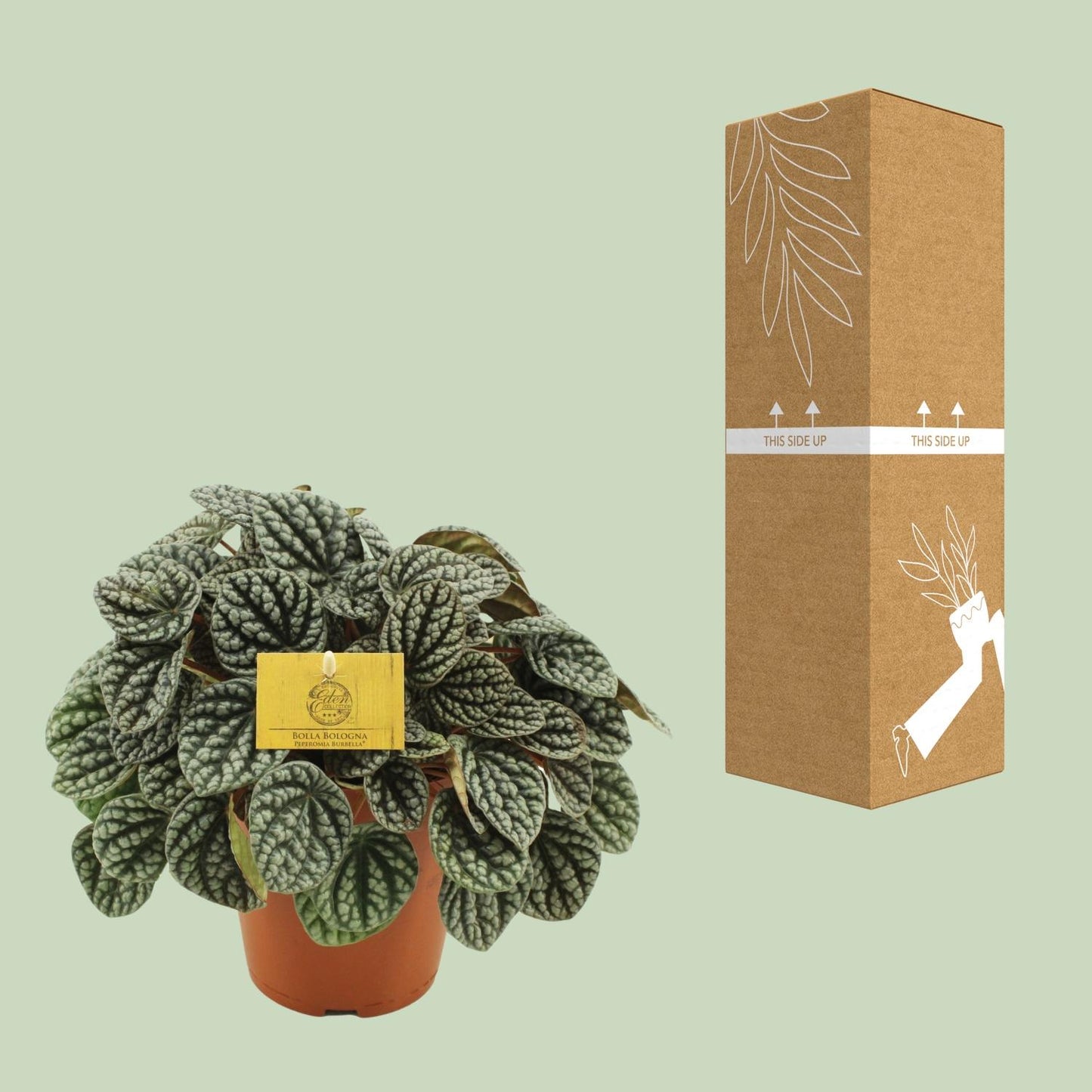 Peperomia Burbella - Ø15cm - ↕25cm - Pflanzfix24