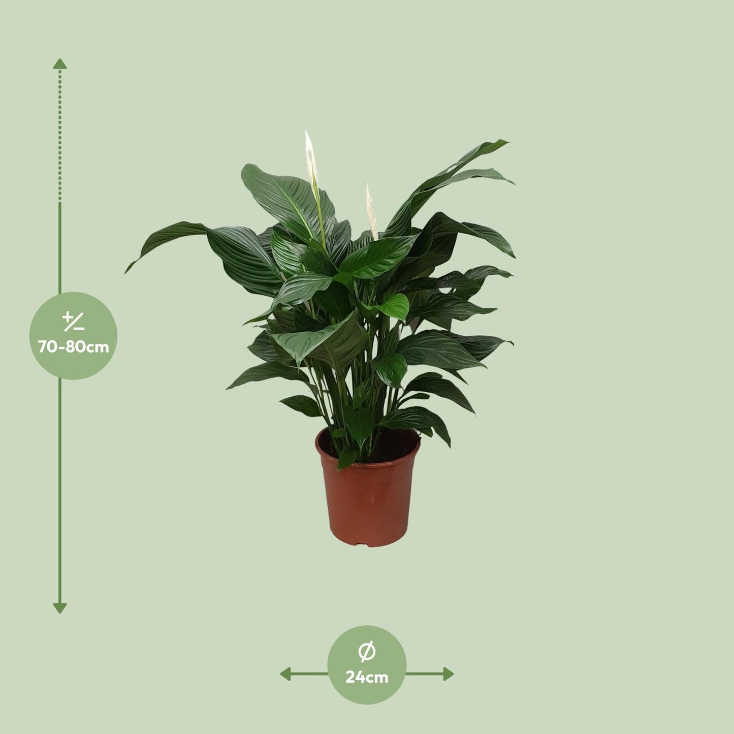 Spathiphyllum Sweet Silvana Ø24cm – elegante Friedenslilie | pflanzfix24.de - Pflanzfix24.de