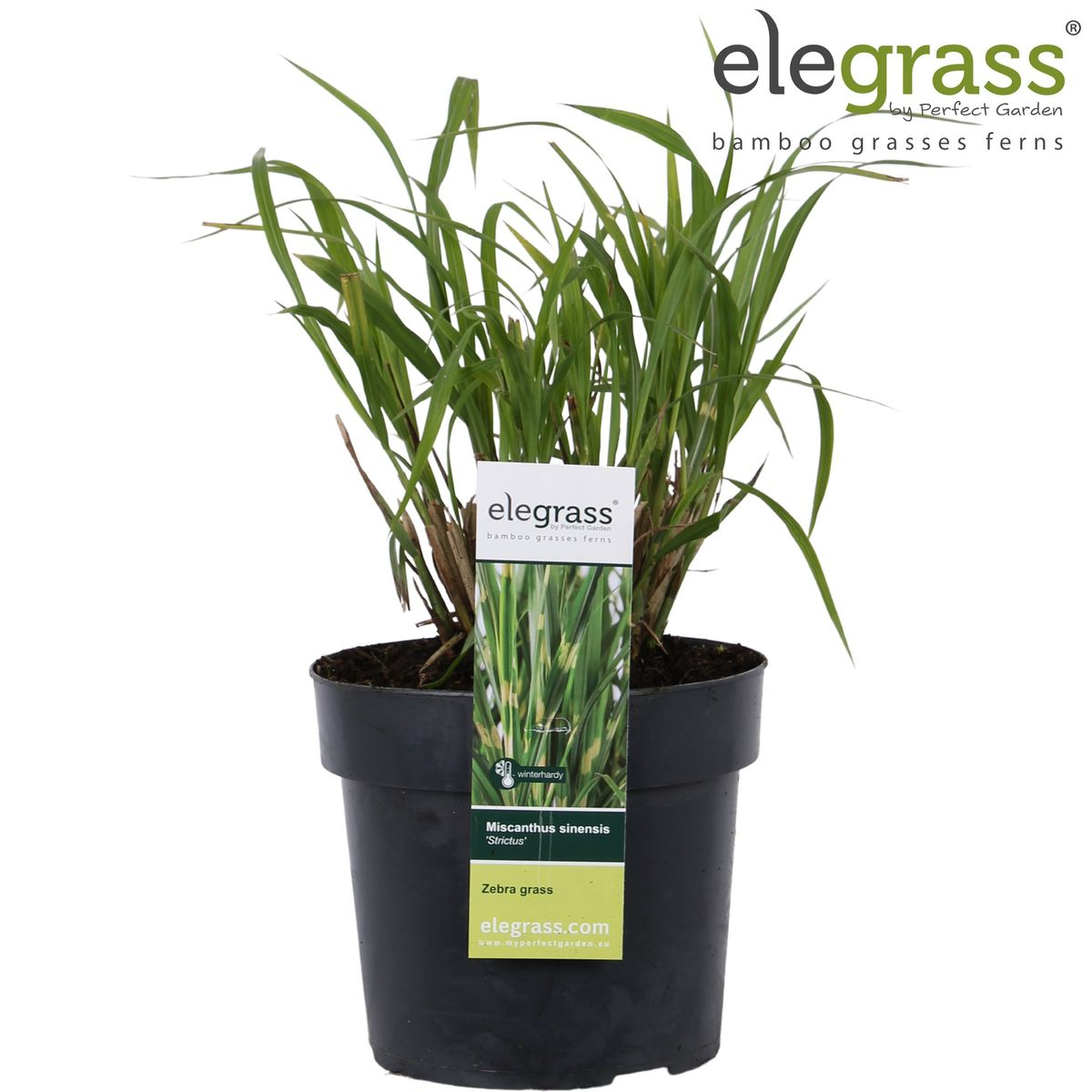 Miscanthus sinensis Strictus Zebra Gras Ø23cm | Pflanzfix24.de - Pflanzfix24.de