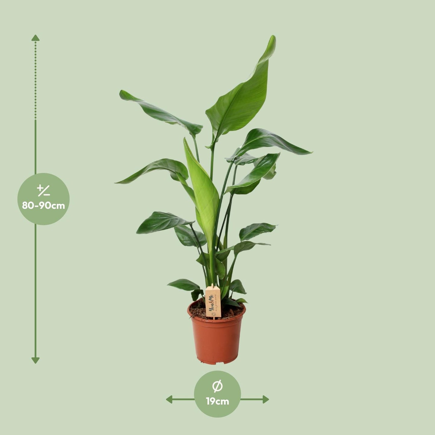 Strelitzia Nicolai 90cm Ø19cm – Exotische Zimmerpflanze | Pflanzfix24.de - Pflanzfix24.de