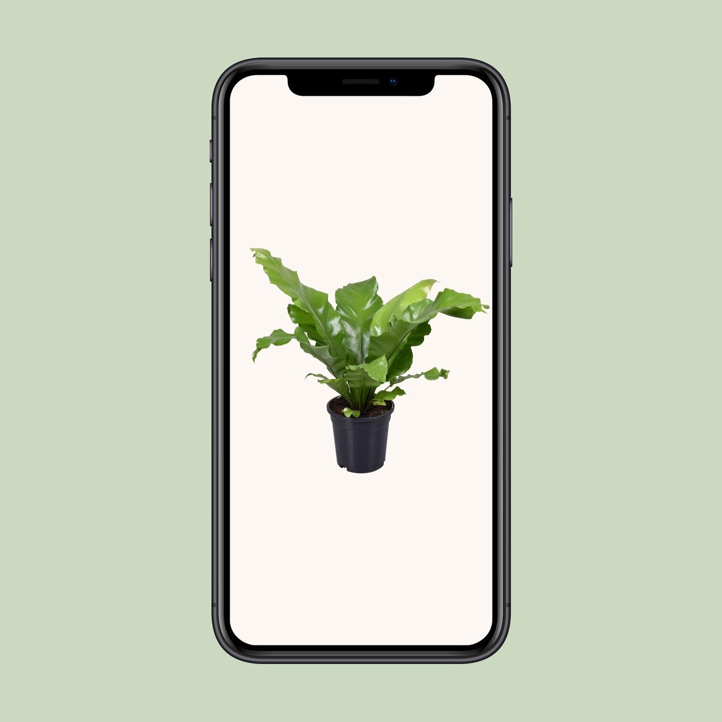 Asplenium Nidus - Ø17cm - ↕45cm - Pflanzfix24