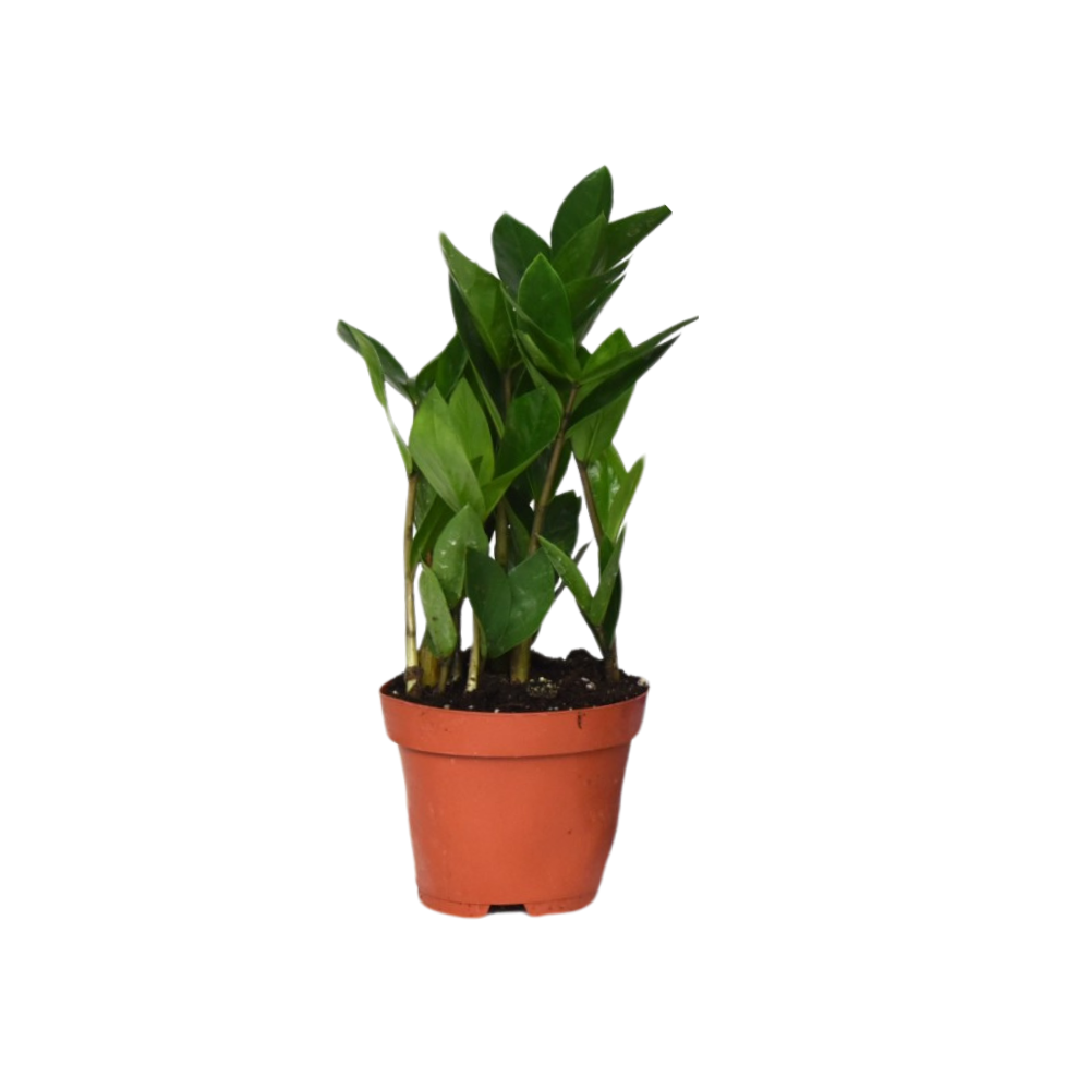 Zamioculcas Ø12cm, 30cm – Kompakte Zimmerpflanze | Pflanzfix24.de - Pflanzfix24.de