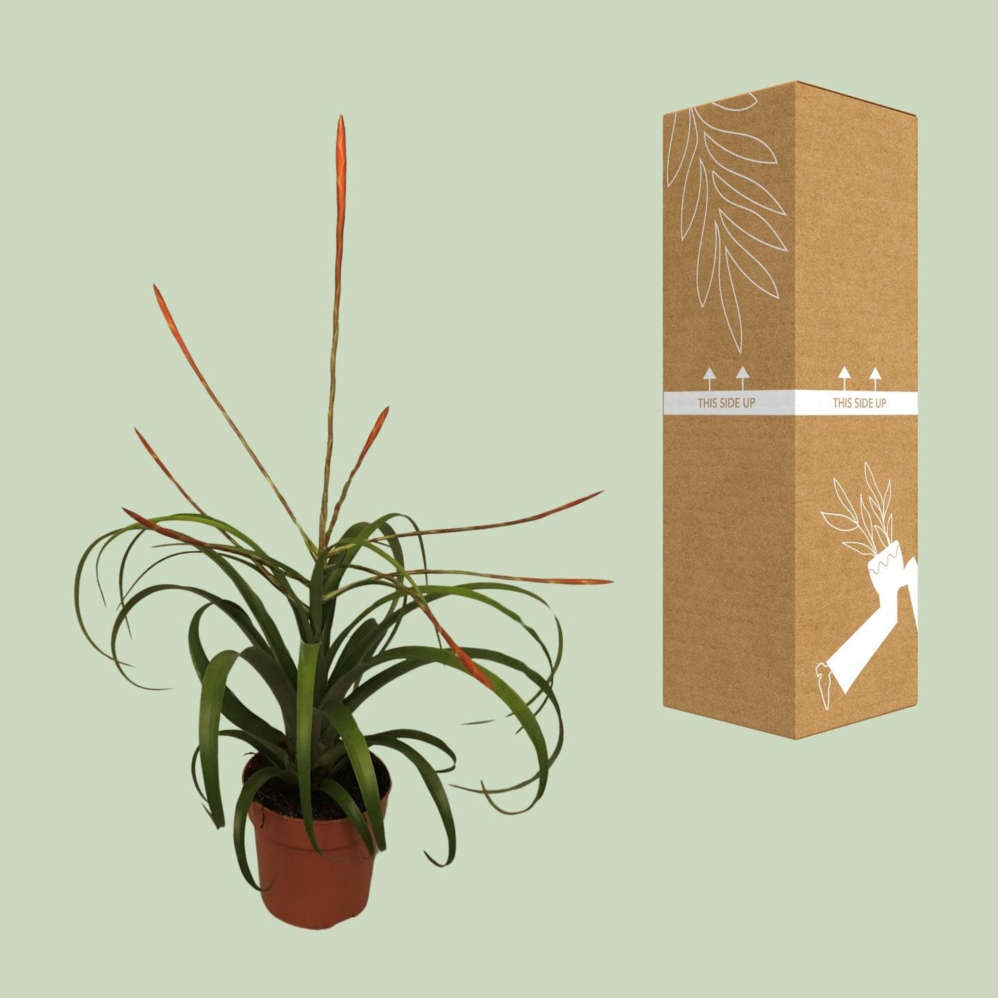Tillandsia Flabelatta - Ø12cm - ↕40cm von Pflanzfix24