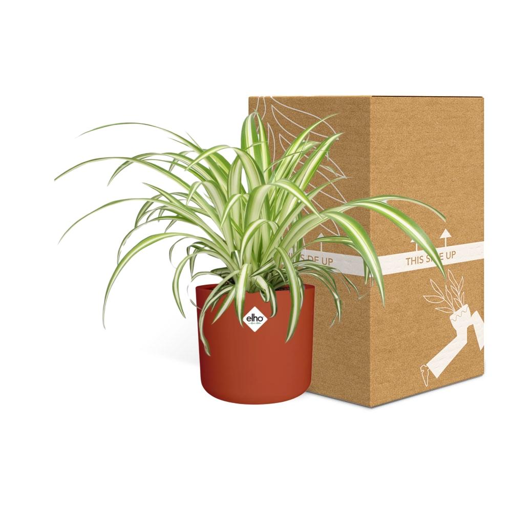 Chlorophytum Comosum Variegatum Spiderpflanze in ELHO b.for soft round 14cm Brick - Pflanzfix24