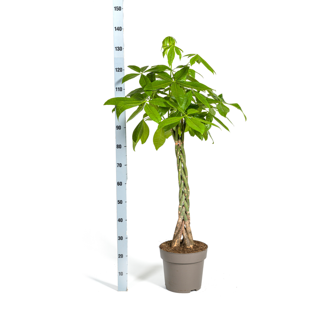 Pachira Aquatica Ø27cm - ↕130 - 150cm bei Pflanzfix24