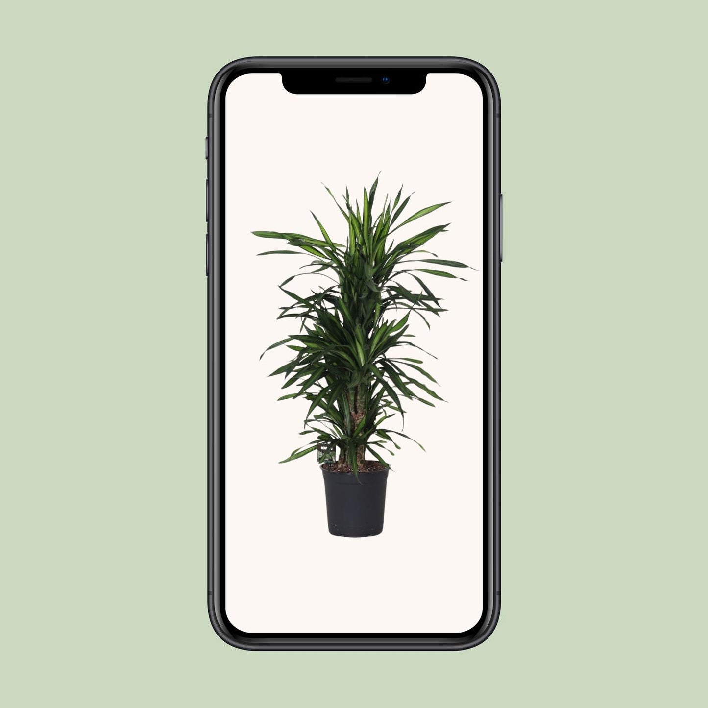 Dracaena Frag. Rikii - Ø27cm - ↕120cm - Pflanzfix24