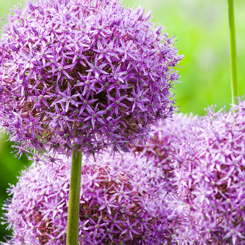 Globemaster - Allium bollen 5 stuks - Pflanzfix24