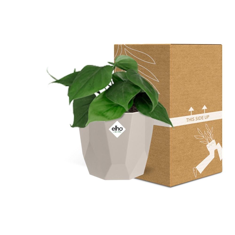 Philodendron Scandens in ELHO b.for rock 14 cm warm grey - Pflanzfix24