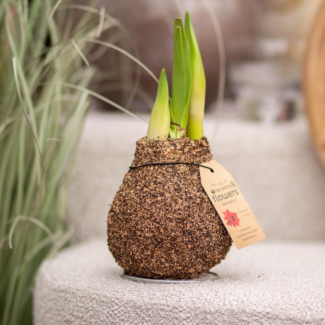 No Water Flowers® (wax amaryllis) | Naturalz Corkz Mix (3 pack) + Red flower - Pflanzfix24