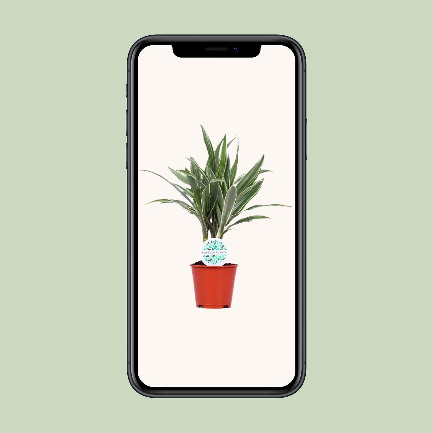 Dracaena Warneckei - Ø14cm - ↕55cm - Pflanzfix24