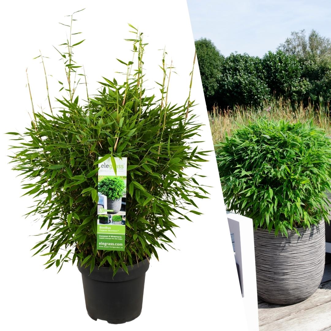 Fargesia Moontears Bambus Boobux XL Ø29 cm | winterhart – Pflanzfix24.de - Pflanzfix24.de