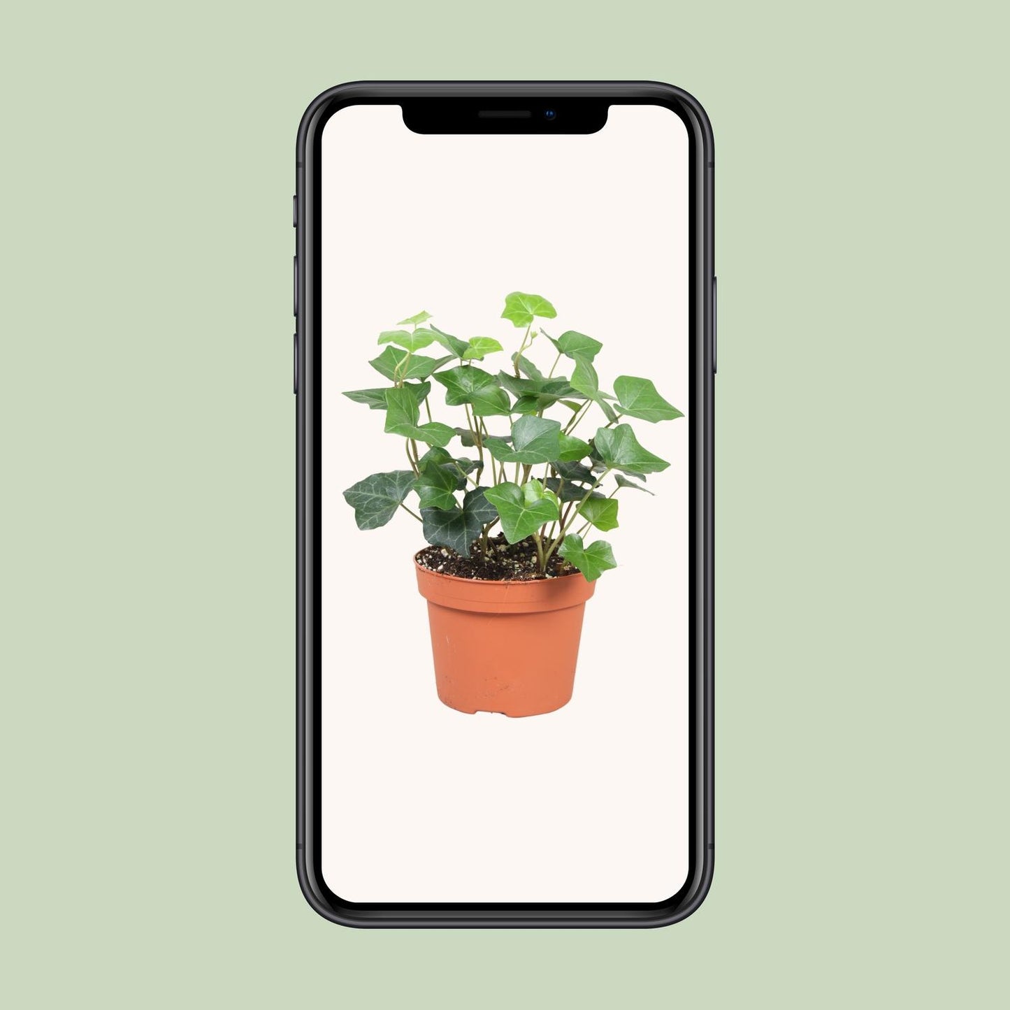 Hedera Hibernica - Ø13cm - ↕30cm by Pflanzfix24