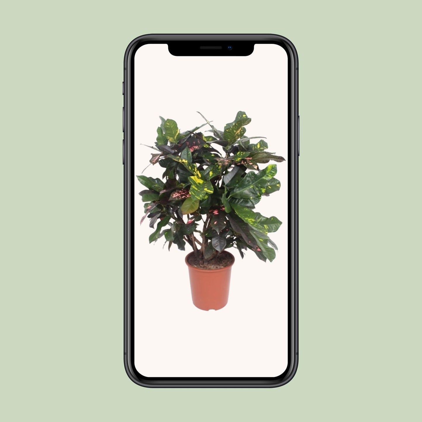 Codiaeum Magnificent (Croton Magnificent) - Ø27cm - ↕110cm - Pflanzfix24