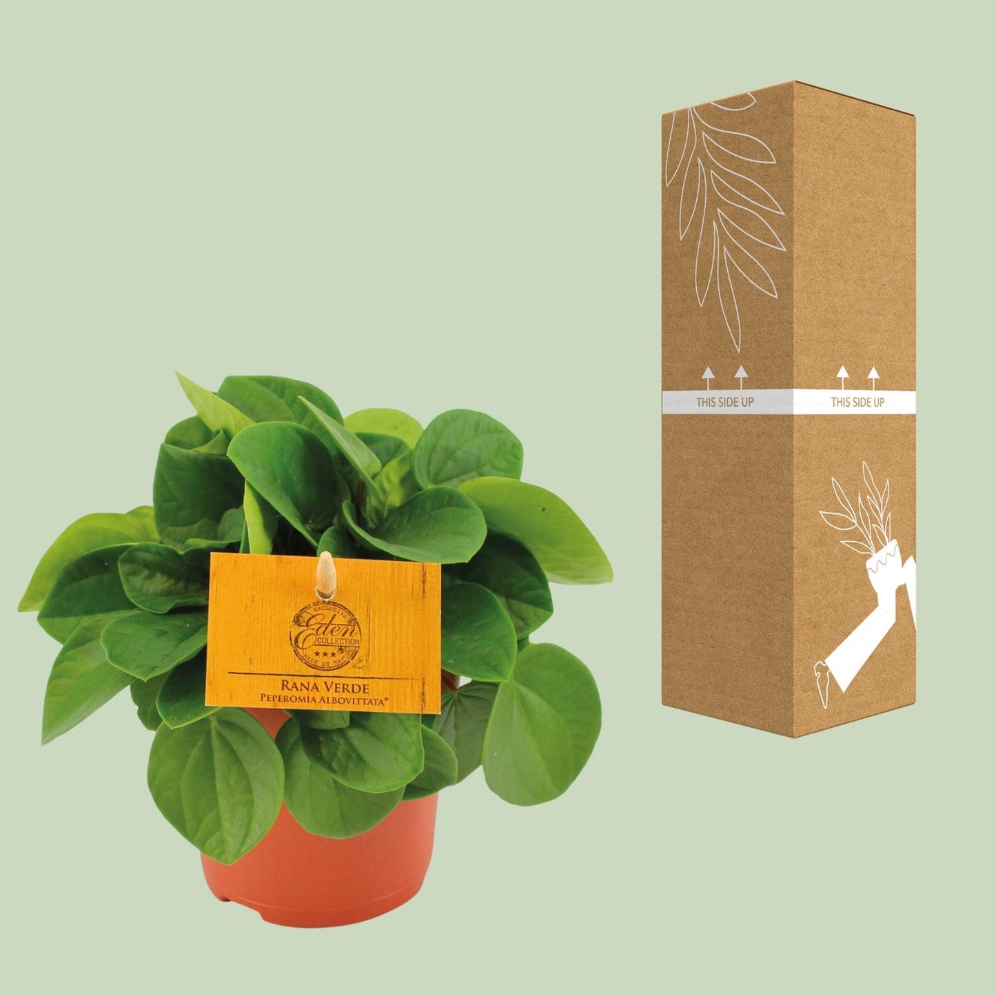Peperomia Rana Verde Ø11cm – Kompakt & Pflegeleicht | Pflanzfix24.de - Pflanzfix24.de