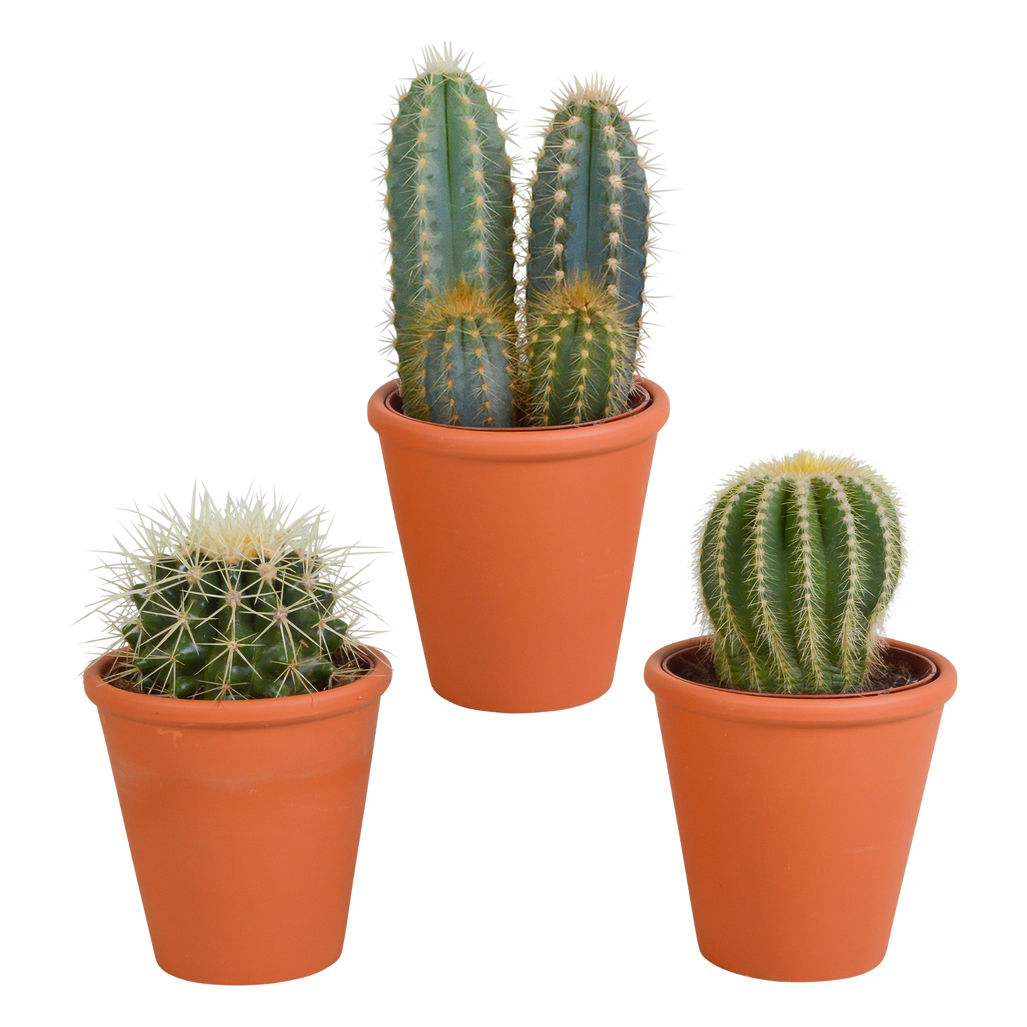 Kakteenmischung 8,5 cm - 3x - in terracotta pot - Pflanzfix24.de - Pflanzfix24.de