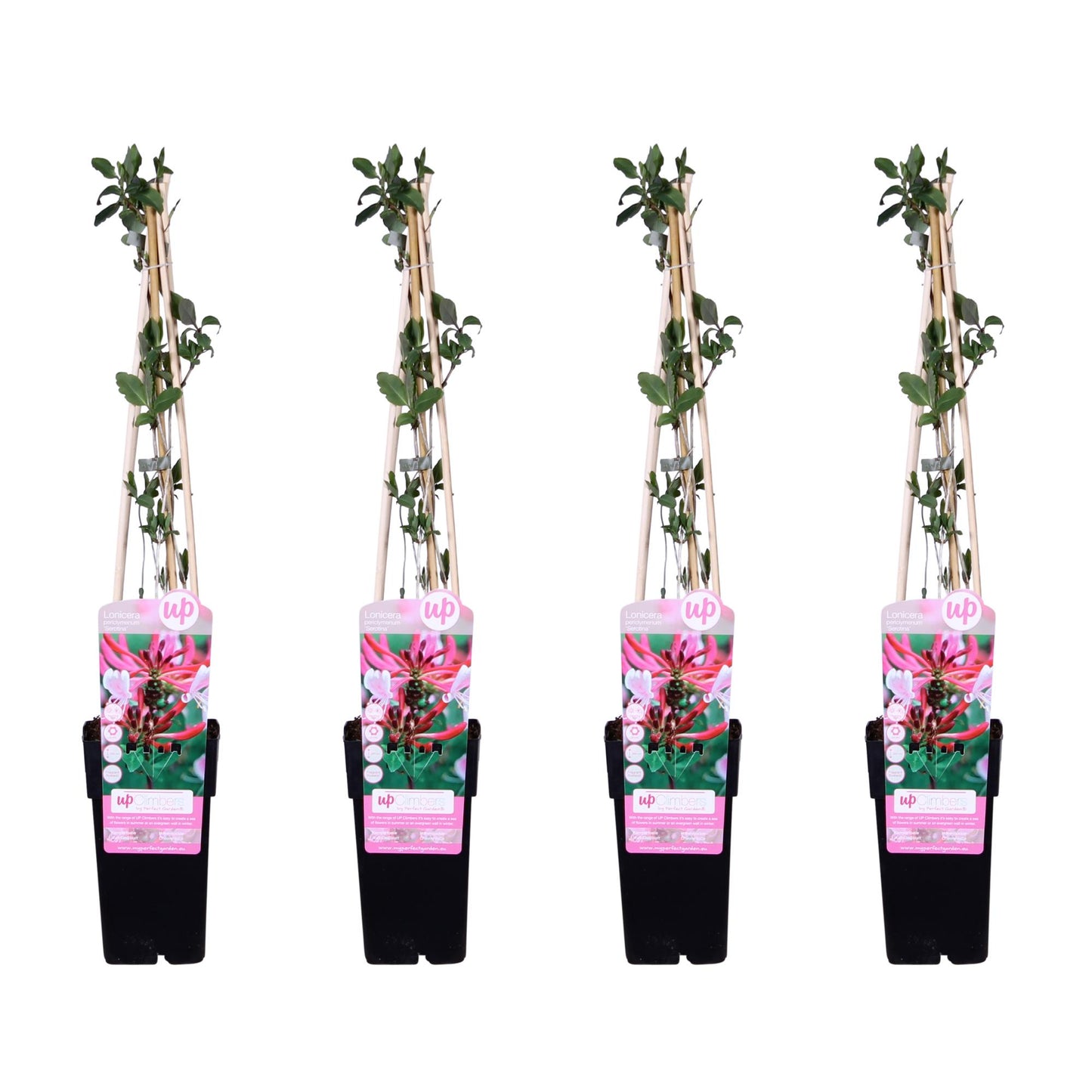 4x - Lonicera periclymenum 'Serotina' - Pflanzfix24.de - Pflanzfix24.de