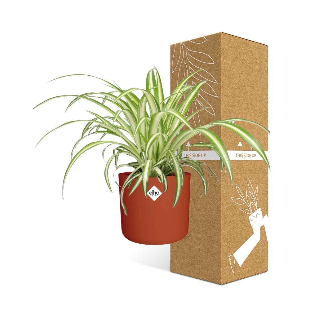 Chlorophytum Comosum Variegatum Spiderpflanze in ELHO b.for soft round 14cm Brick - Pflanzfix24