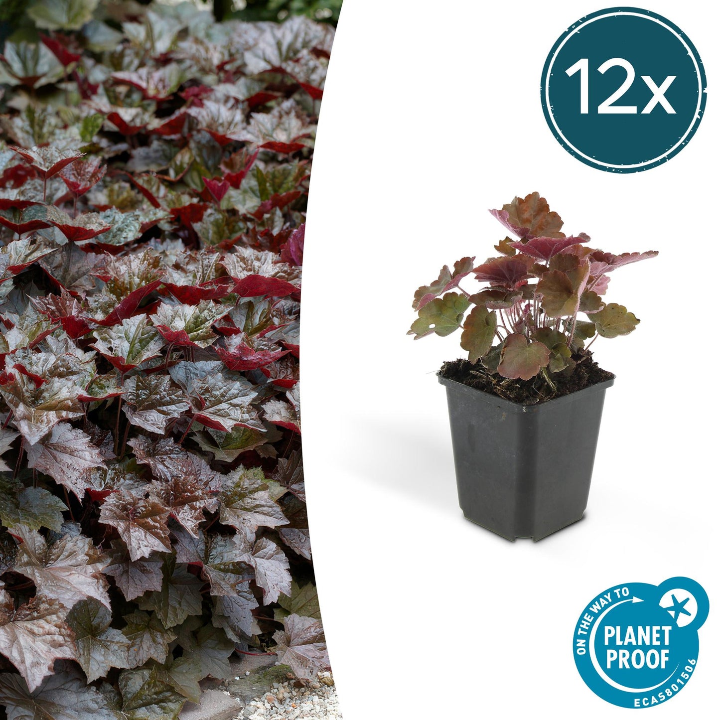 12x Heuchera ‘Palace Purple’ Ø9cm | Dunkelrote Blätter | Pflanzfix24.de - Pflanzfix24.de