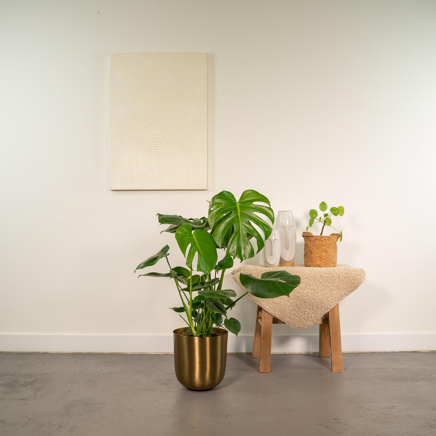 Monstera Deliciosa + Topf Mayk Gold - 80cm - Pflanzfix24