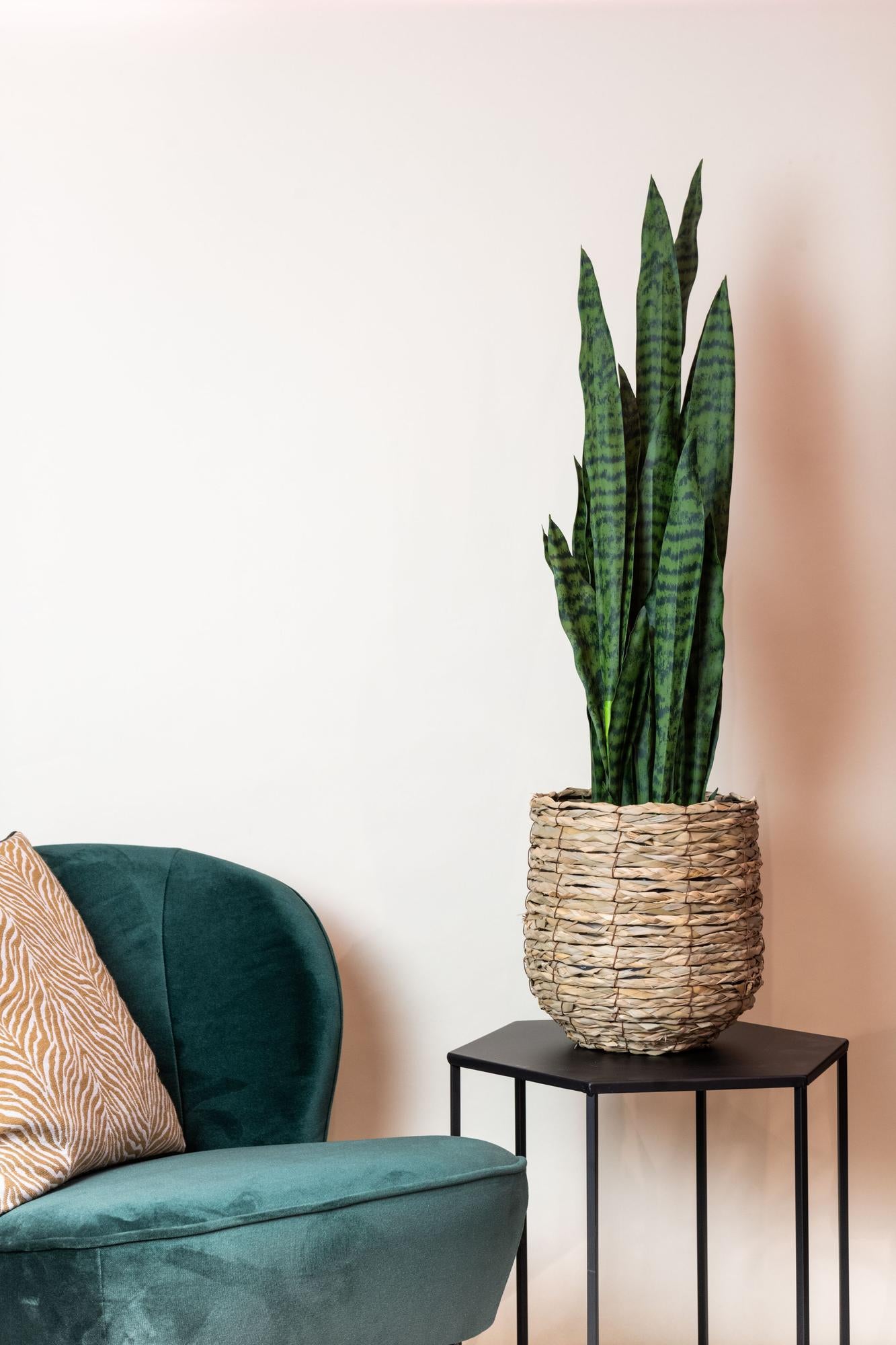 Kunst-Sansevieria Black Coral 97 cm – Frauenzunge | Pflanzfix24.de - Pflanzfix24.de