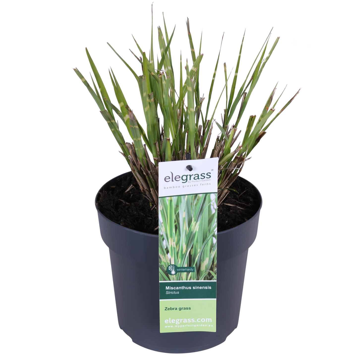 Miscanthus sinensis Strictus Zebra Gras Ø23cm | Pflanzfix24.de - Pflanzfix24.de
