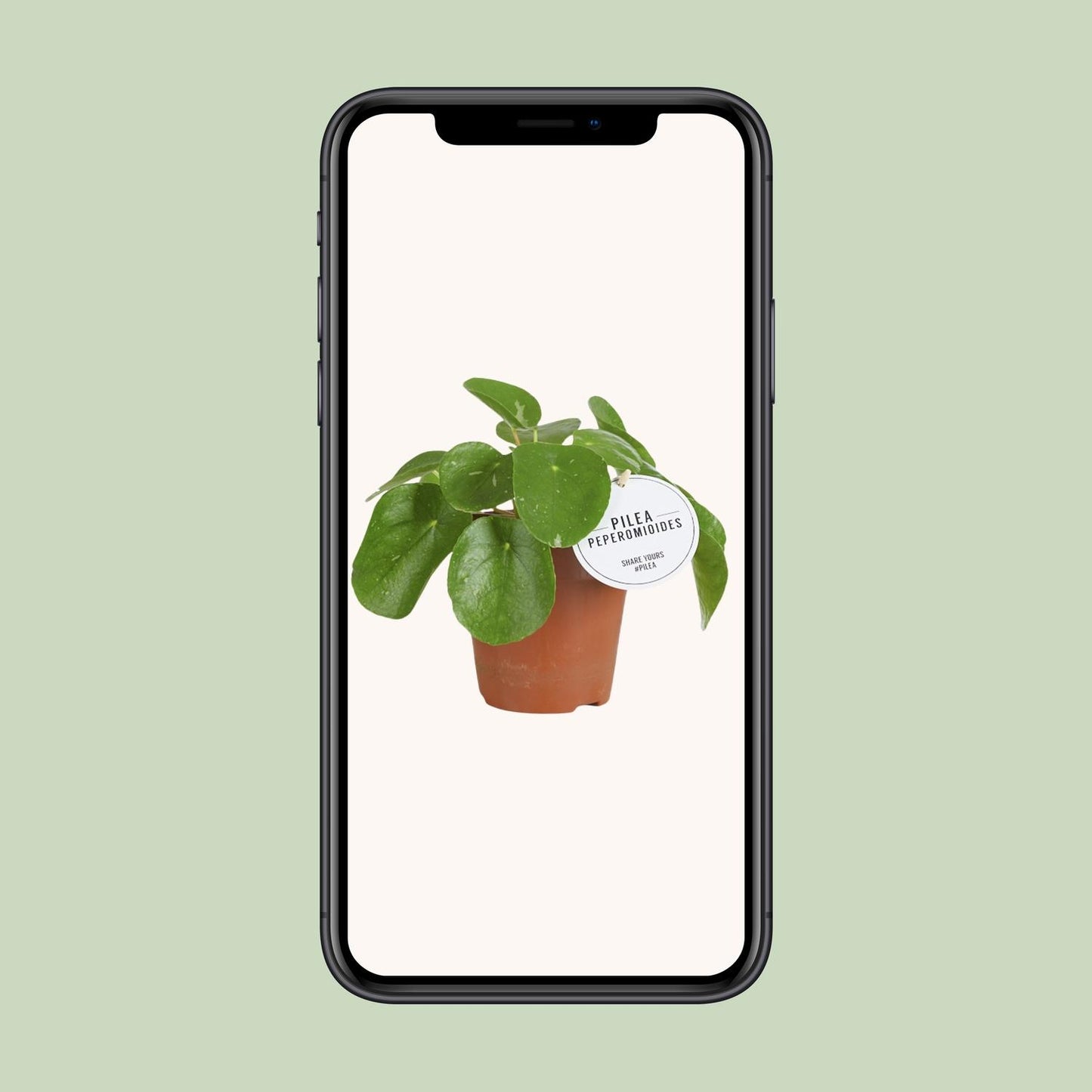 Pilea White Splash - Ø13cm - ↕20cm - Pflanzfix24