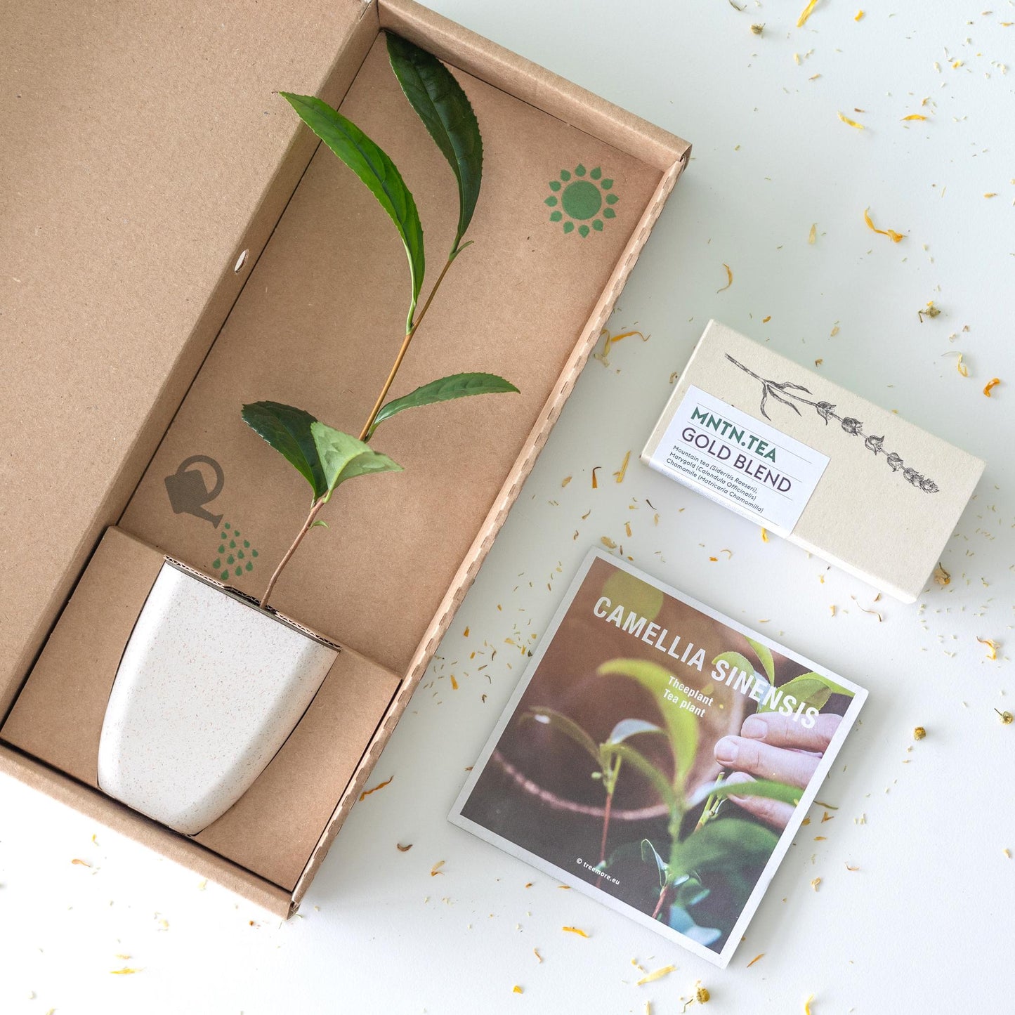 Teepause - Gold Blend Tee und Teebaumschnitt - Pflanzfix24