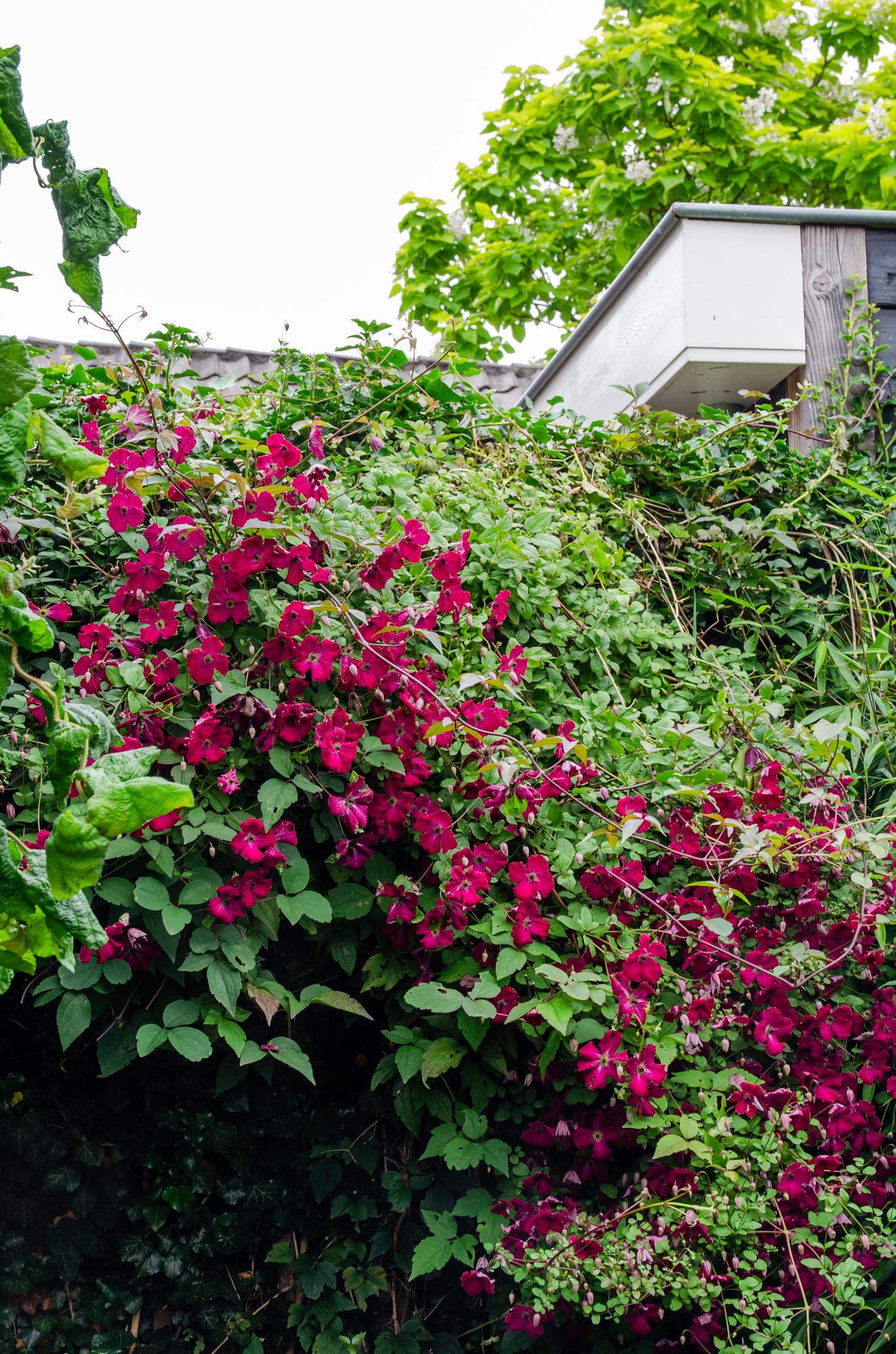 Clematis Hagley Hybrid - Clematis Rood - Ø15cm - ↕65cm - Pflanzfix24.de - Pflanzfix24.de