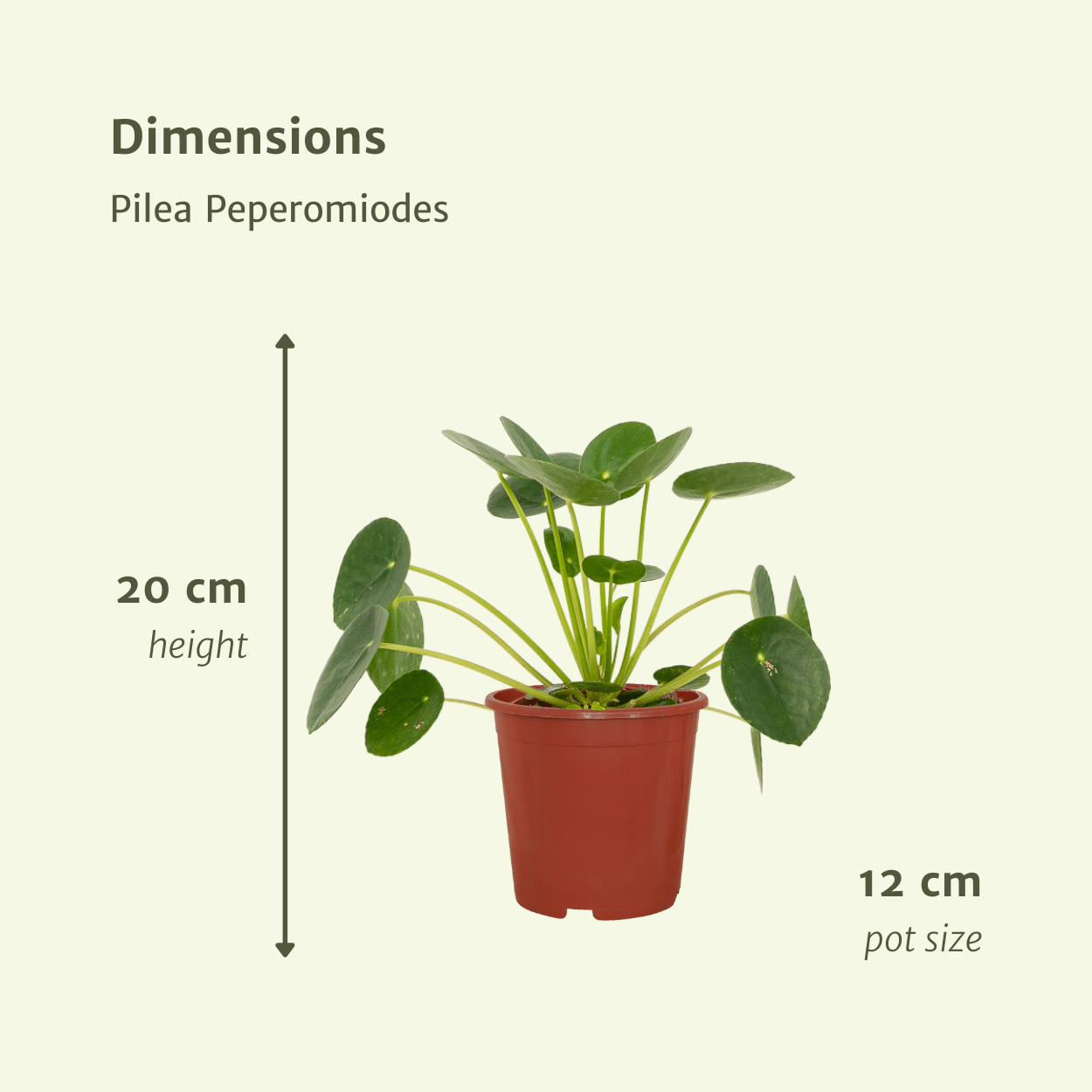 2x Pilea Peperomiodes - Pfannkuchenpflanze - 20cm - ø12 von Pflanzfix24.de - Pflanzfix24.de