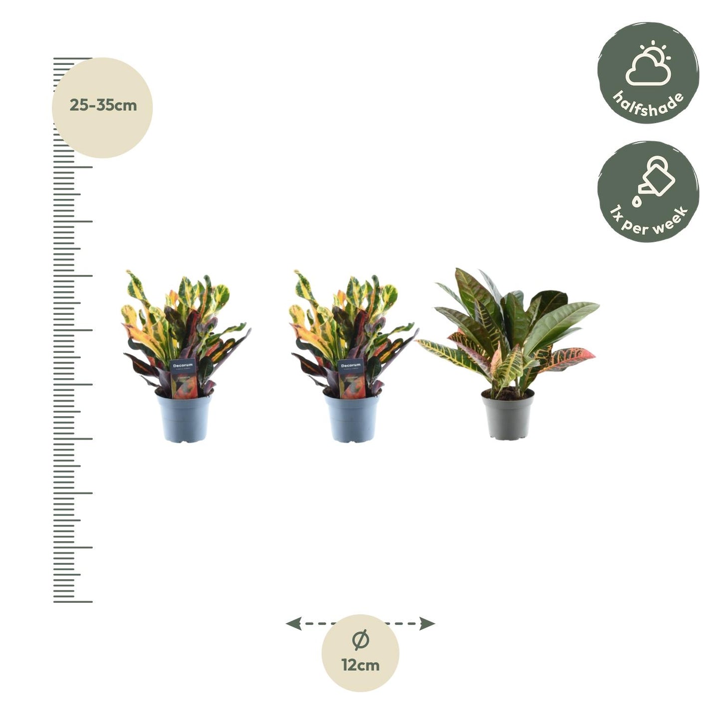 3x Croton Codiaeum mix - 30 cm - ø12 bei Pflanzfix24.de - Pflanzfix24.de