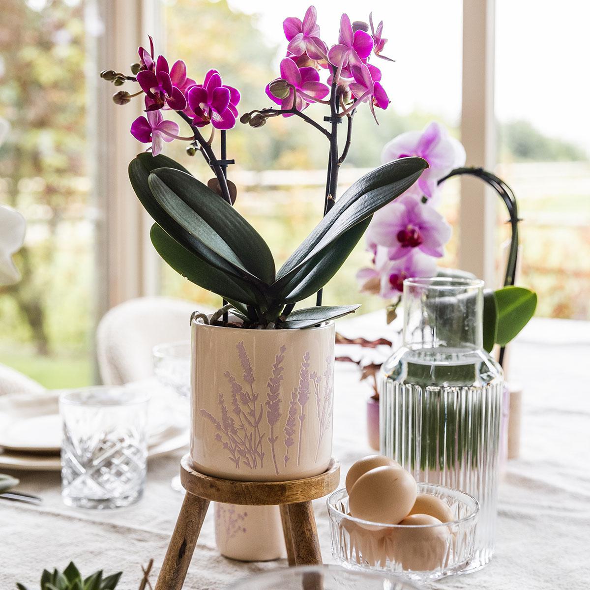 Blumentopf Lavendel 9 cm - Kolibri Home bei Pflanzfix24