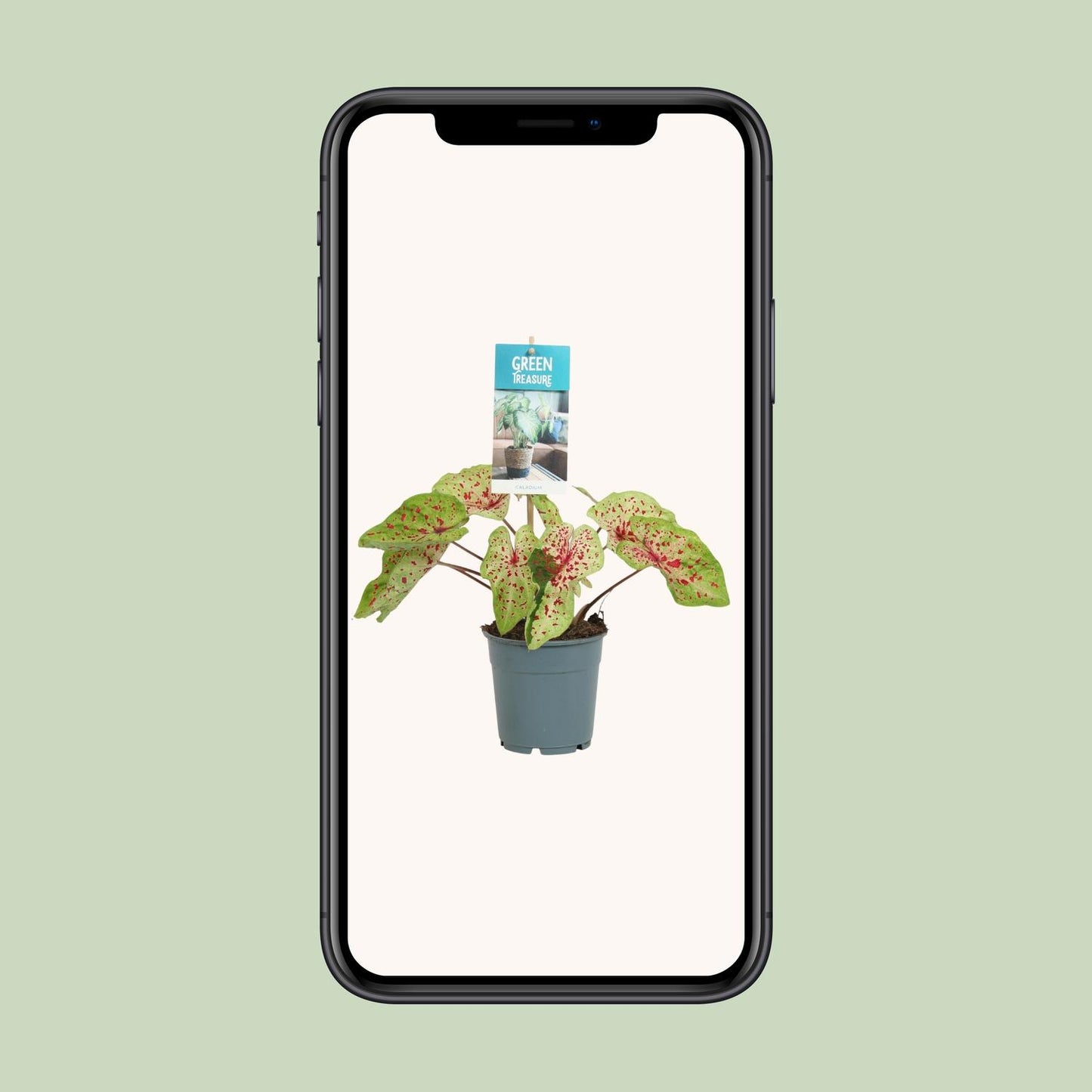 Caladium Miss Muffet - Ø12cm - ↕25cm - Pflanzfix24