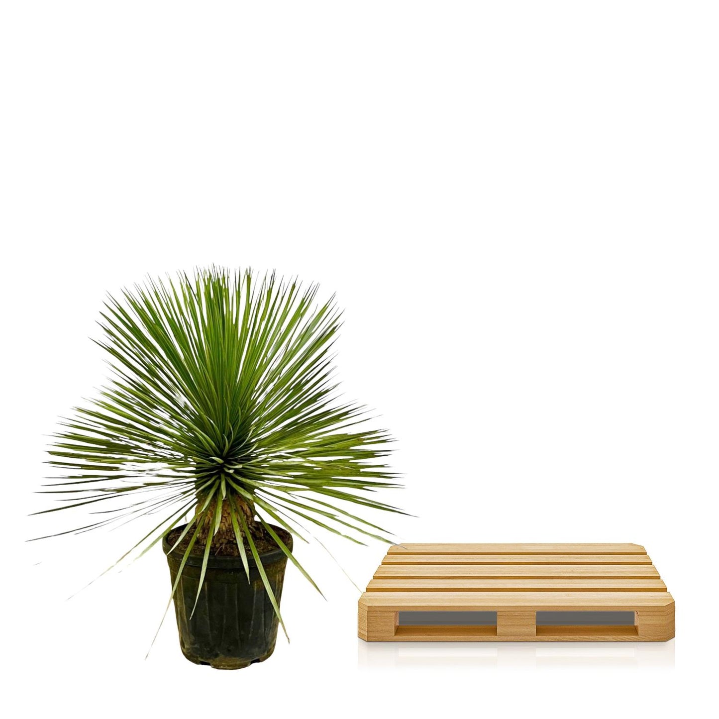 Yucca Rostrata 70 cm Stamm im Ø27 cm Topf – Pflanzfix24.de - Pflanzfix24.de