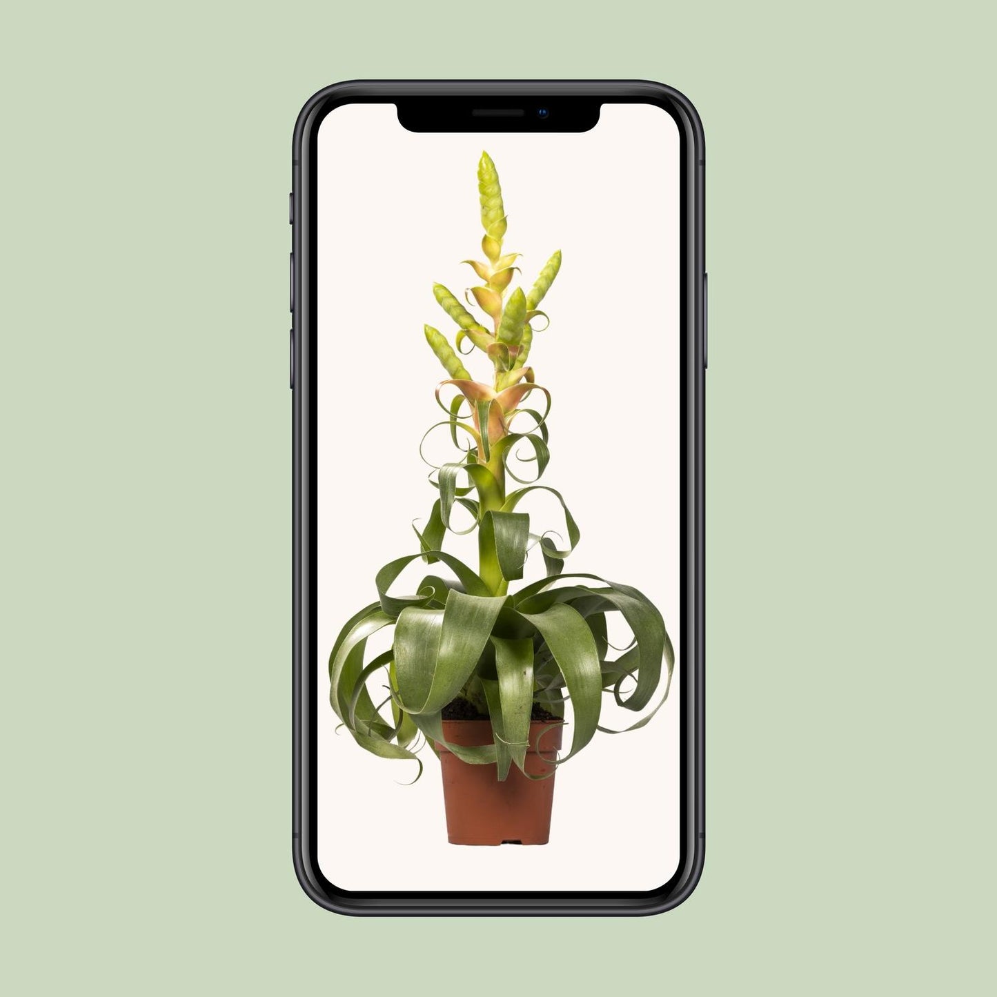 Tillandsia Samantha - Ø12cm - ↕55cm bei Pflanzfix24