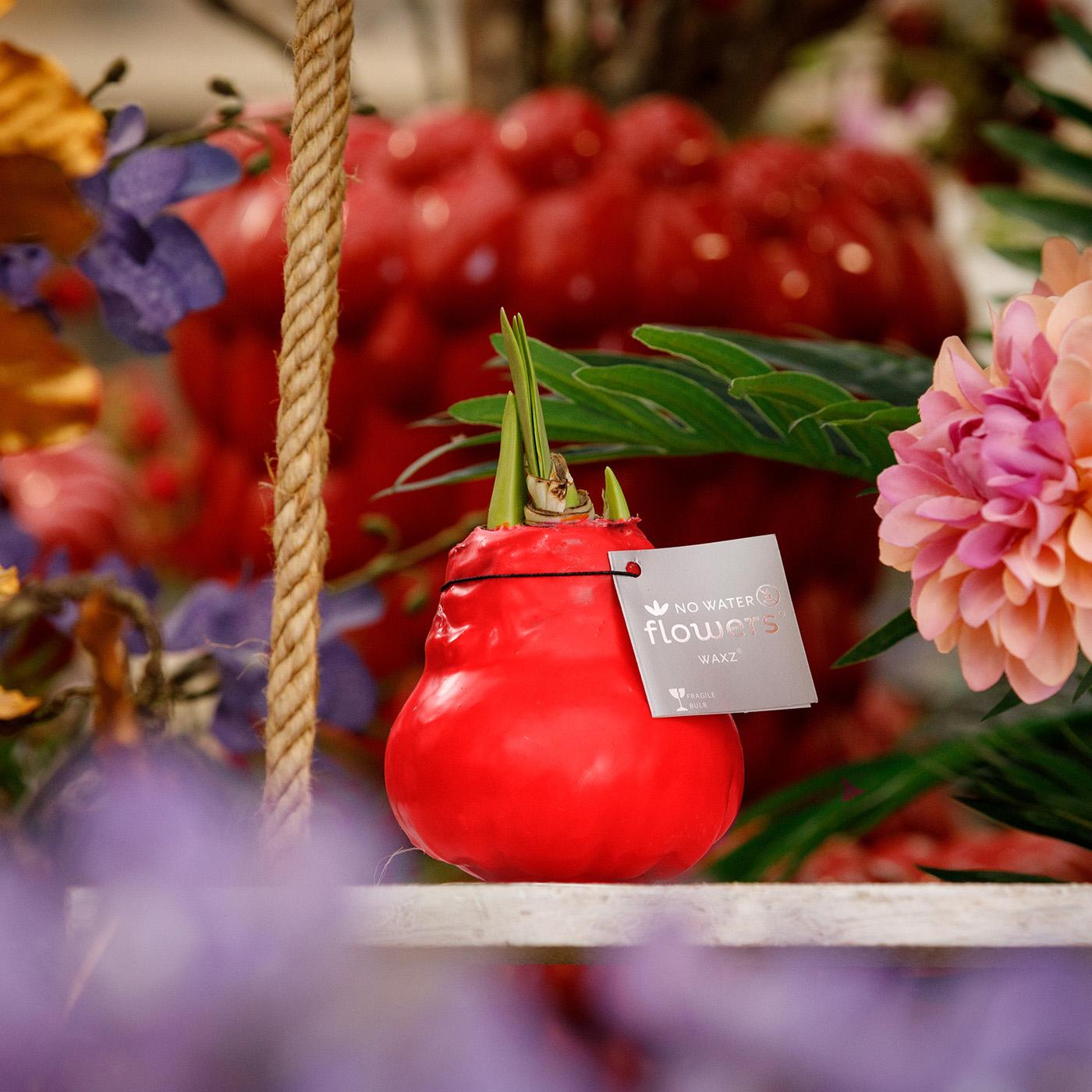 No Water Flowers® (wax amaryllis) | Waxz® Colours - Red + Red flower - Pflanzfix24