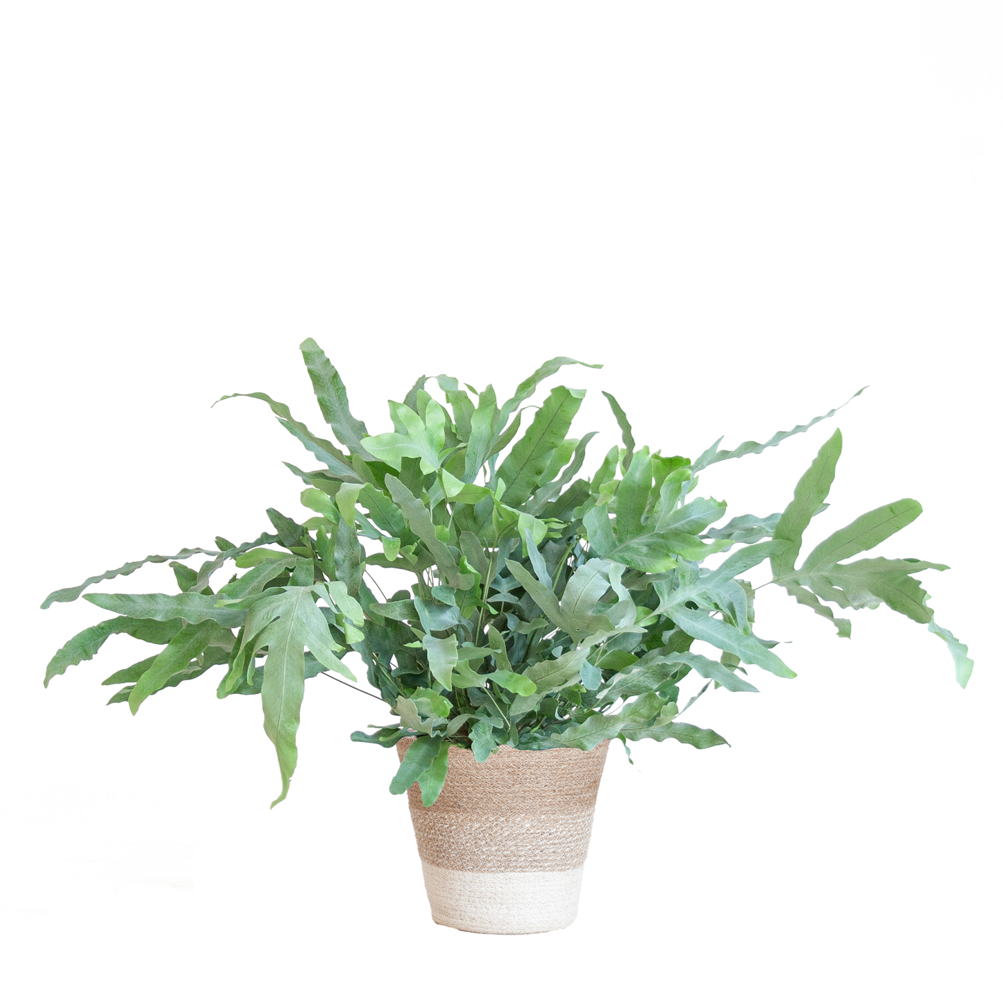Phlebodium Aureum 'Blue Star' mit Korb Lissabon weiß - 40cm - Ø17 - Pflanzfix24