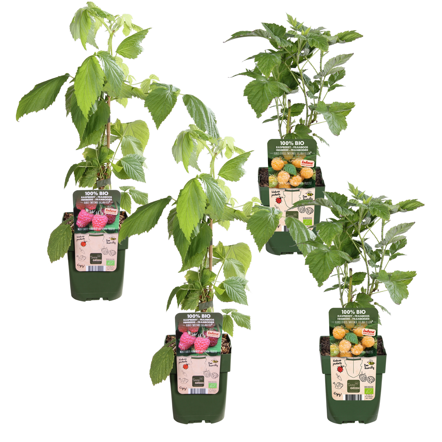 4x - Rubus id. Twotimer - ↨45cm - Ø13 by Pflanzfix24