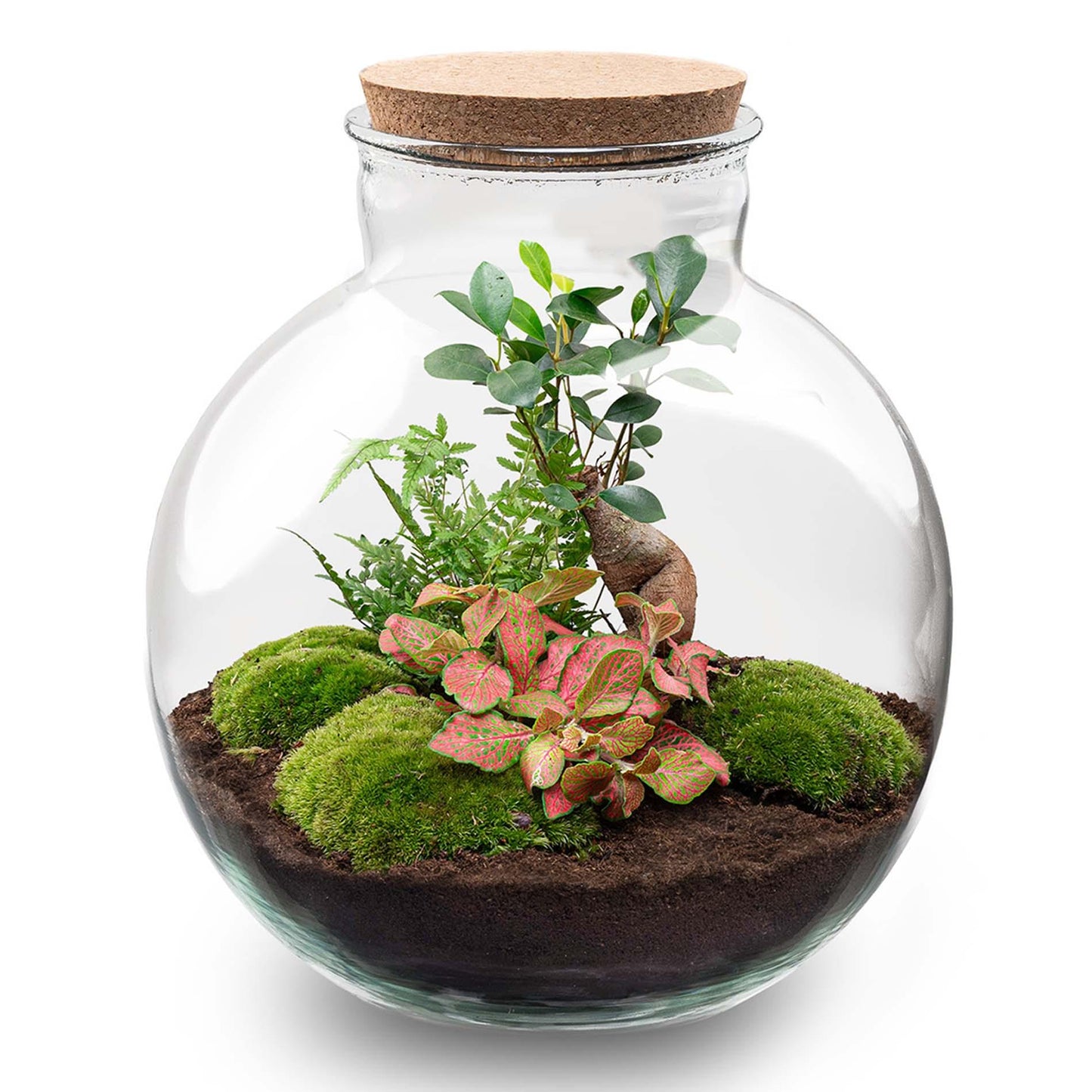 Flaschengarten - Bolder Bob Bonsai Set - Pflanzfix24