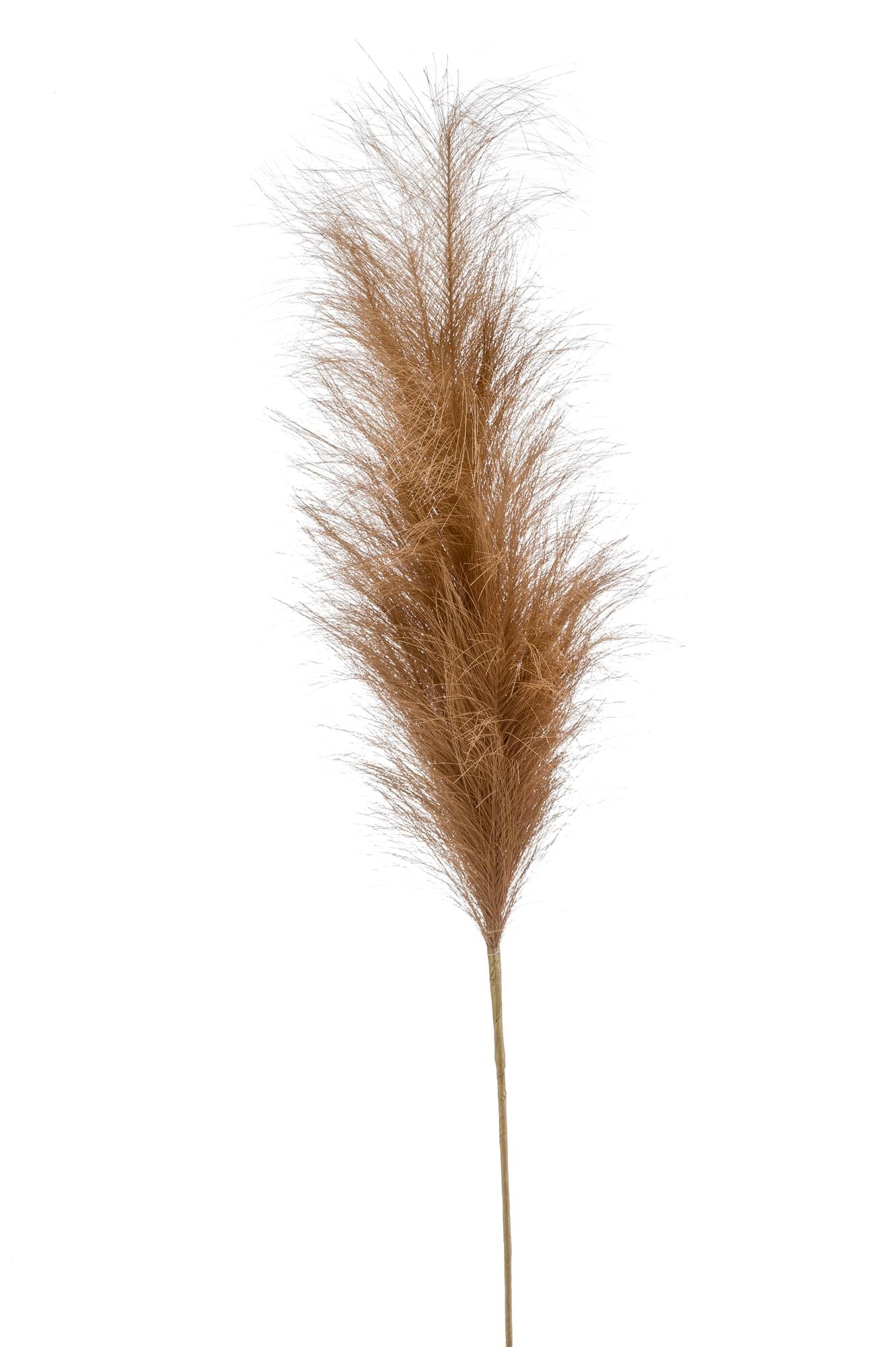 Pampas Pluimen Kunsttakken - Bruin - Set van 6 - 115cm - Pflanzfix24