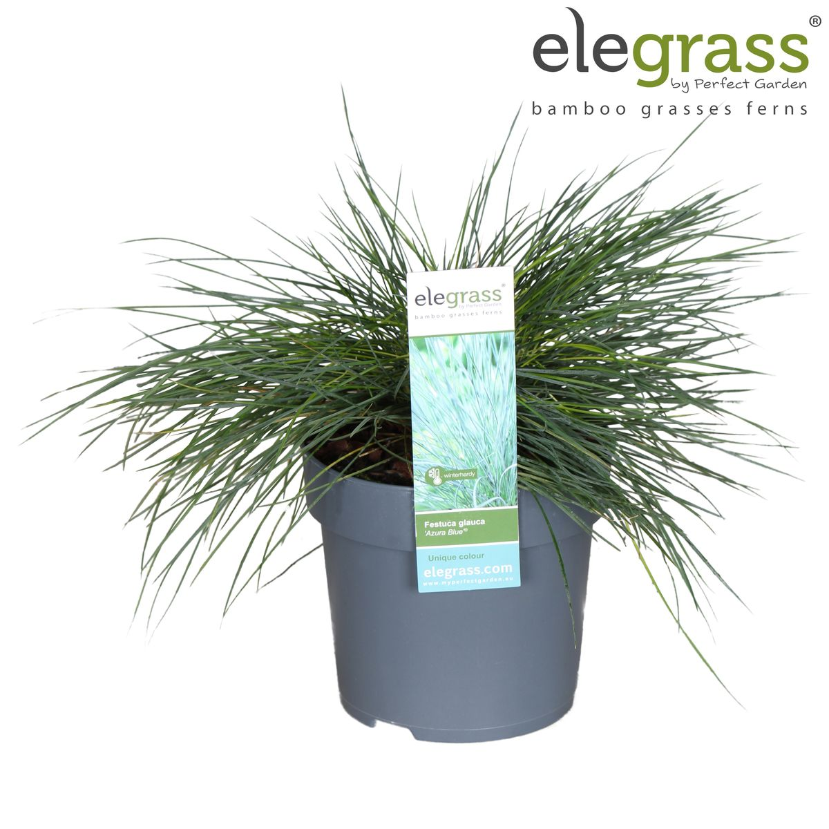 Festuca glauca Azura Blue - Ø14 - ↨30cm - Pflanzfix24