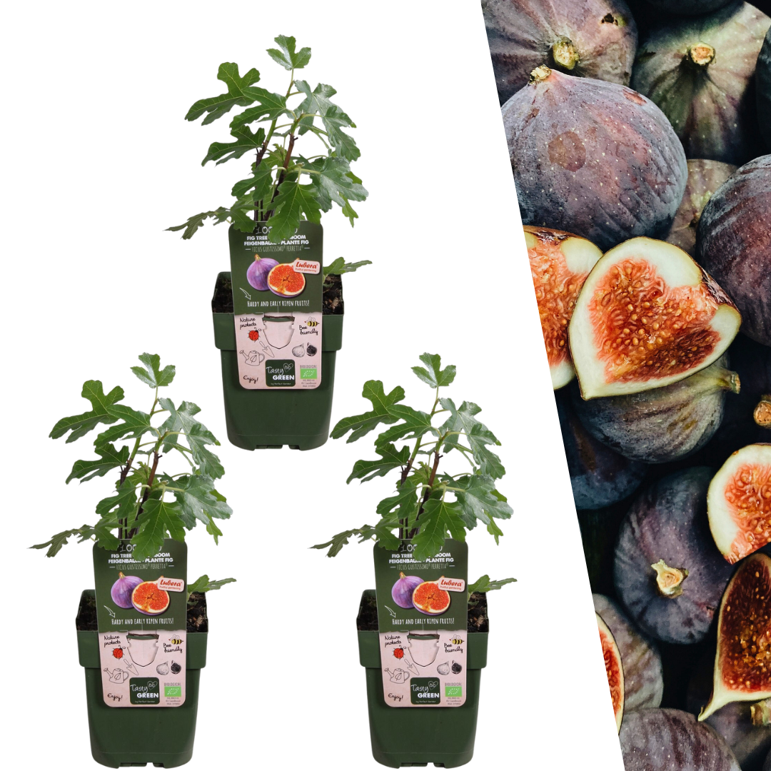 3 x Bio-Feigenbäume - Ø 13 cm - ↨ 20 cm bei Pflanzfix24
